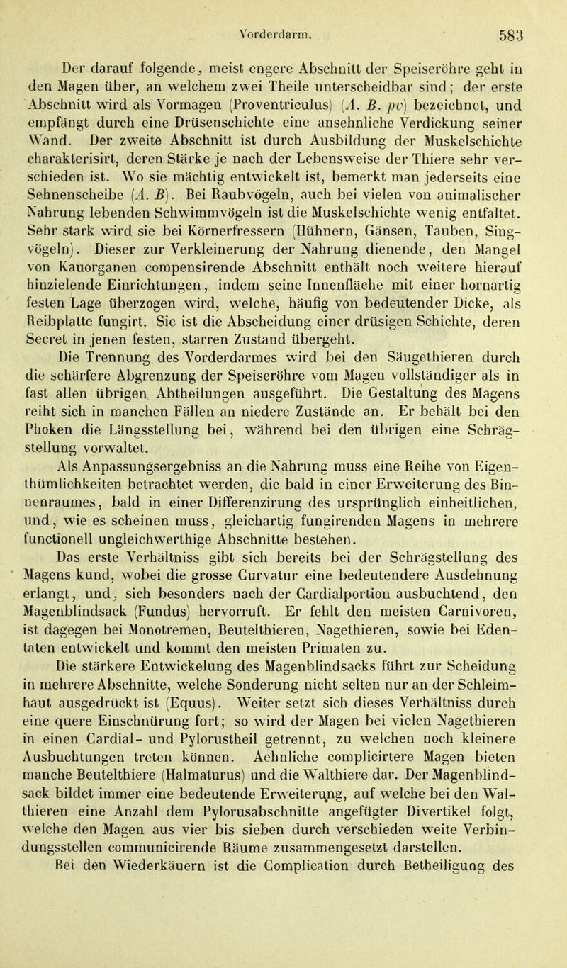 Der darauf folgende, meist engere Abschnitt der Speiseröhre geht in den Magen über, an welchem zwei Theile unterscheidbar sind; der erste Abschnitt wird als Vormagen (Proventriculus) (A. B. pv) bezeichnet, und empfangt durch eine Drüsenschichte eine ansehnliche Verdickung seiner Wand. Der zweite Abschnitt ist durch Ausbildung der Muskelschichte charakterisirt, deren Stärke je nach der Lebensweise der Thiere sehr ver- schieden ist. Wo sie mächtig entwickelt ist, bemerkt man jederseits eine Sehnenscheibe (A. B). Bei Raubvögeln, auch bei vielen von animalischer Nahrung lebenden Schwimmvögeln ist die Muskelschichte wenig entfaltet. Sehr stark wird sie bei Körnerfressern (Hühnern, Gänsen, Tauben, Sing- vögeln). Dieser zur Verkleinerung der Nahrung dienende, den Mangel von Kauorganen compensirende Abschnitt enthält noch weitere hierauf hinzielende Einrichtungen, indem seine Innenfläche mit einer hornartig festen Lage überzogen wird, welche, häufig von bedeutender Dicke, als Reibplatte fungirt. Sie ist die Abscheidung einer drüsigen Schichte, deren Secret in jenen festen, starren Zustand übergeht. Die Trennung des Vorderdarmes wird bei den Säugethieren durch die schärfere Abgrenzung der Speiseröhre vom Magen vollständiger als in fast allen übrigen Abtheilungen ausgeführt. Die Gestaltung des Magens reiht sich in manchen Fällen an niedere Zustände an. Er behält bei den Phoken die Längsstellung bei, während bei den übrigen eine Schräg- stellung vorwaltet. Als Anpassungsergebniss an die Nahrung muss eine Reihe von Eigen- tümlichkeiten betrachtet werden, die bald in einer Erweiterung des Bin- nenraumes, bald in einer Differenzirung des ursprünglich einheitlichen, und, wie es scheinen muss, gleichartig fungirenden Magens in mehrere functionell ungleichwerthige Abschnitte bestehen. Das erste Verhältniss gibt sich bereits bei der Schrägstellung des Magens kund, wobei die grosse Gurvatur eine bedeutendere Ausdehnung erlangt, und, sich besonders nach der Cardialportion ausbuchtend, den Magenblindsack (Fundus) hervorruft. Er fehlt den meisten Carnivoren, ist dagegen bei Monotremen, Beutelthieren, Nagethieren, sowie bei Eden- taten entwickelt und kommt den meisten Primaten zu. Die stärkere Entwickelung des Magenblindsacks führt zur Scheidung in mehrere Abschnitte, welche Sonderung nicht selten nur an der Schleim- haut ausgedrückt ist (Equus). Weiter setzt sich dieses Verhältniss durch eine quere Einschnürung fort; so wird der Magen bei vielen Nagethieren in einen Gardial- und Pylorustheil getrennt, zu welchen noch kleinere Ausbuchtungen treten können. Aehnliche complicirtere Magen bieten manche Beutelthiere (Halmaturus) und die Walthiere dar. Der Magenblind- sack bildet immer eine bedeutende Erweiterung, auf welche bei den Wal- thieren eine Anzahl dem Pylorusabschnitte angefügter Divertikel folgt, welche den Magen aus vier bis sieben durch verschieden weite Verbin- dungsstellen communicirende Räume zusammengesetzt darstellen. Bei den Wiederkäuern ist die Complication durch Betheiligung des