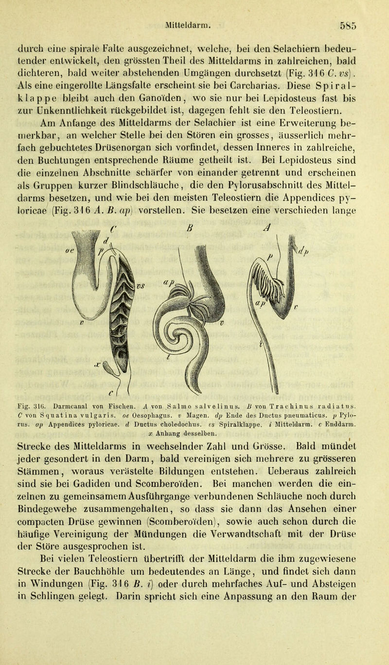 durch eine Spirale Falte ausgezeichnet, welche, bei den Selachiern bedeu- tender entwickelt, den grössten Theil des Mitteldarms in zahlreichen, bald dichteren, bald weiter abstehenden Umgängen durchsetzt (Fig. 34 6 C.vs). Als eine eingerollte Längsfalte erscheint sie bei Carcharias. Diese Spiral- klappe bleibt auch den Ganoiden, wo sie nur bei Lepidosteus fast bis zur Unkenntlichkeit rückgebildet ist, dagegen fehlt sie den Teleostiern. Am Anfange des Mitteldarms der Selachier ist eine Erweiterung be- merkbar, an welcher Stelle bei den Stören ein grosses, äusserlich mehr- fach gebuchtetes Drüsenorgan sich vorfindet, dessen Inneres in zahlreiche, den Buchtungen entsprechende Räume getheilt ist. Bei Lepidosteus sind die einzelnen Abschnitte schärfer von einander getrennt und erscheinen als Gruppen kurzer Blindschläuche, die den Pylorusabschnitt des Mittel- darms besetzen, und wie bei den meisten Teleostiern die Appendices py- loricae (Fig. 316 A. B. ap) vorstellen. Sie besetzen eine verschieden lange Fig. 310. Darmcanal von Fischen. A von Salmosalvelinus. B von Trachinus radiatus. C von S qu at ina vulgari s. oe Oesophagus, v Magen, dp Ende des Ductus pneumaticus. p Pylo- rus. ap Appendices pyloricae. d Ductus choledochus. vs Spiralklappe, i Mitteldarm, c Enddarra. x Anhang desselben. Strecke des Mitteldarms in wechselnder Zahl und Grösse. Bald mündet jeder gesondert in den Darm, bald vereinigen sich mehrere zu grösseren Stämmen, woraus verästelte Bildungen entstehen. Ueberaus zahlreich sind sie bei Gadiden und ScomberoTden. Bei manchen werden die ein- zelnen zu gemeinsamem Ausführgange verbundenen Schläuche noch durch Bindegewebe zusammengehalten, so dass sie dann das Ansehen einer compacten Drüse gewinnen (Scombero'i'den), sowie auch schon durch die häufige Vereinigung der Mündungen die Verwandtschaft mit der Drüse der Störe ausgesprochen ist. Bei vielen Teleostiern übertrifft der Mitteldarm die ihm zugewiesene Strecke der Bauchhöhle um bedeutendes an Länge, und findet sich dann in Windungen (Fig. 316 B. i) oder durch mehrfaches Auf- und Absteigen in Schlingen gelegt. Darin spricht sich eine Anpassung an den Raum der