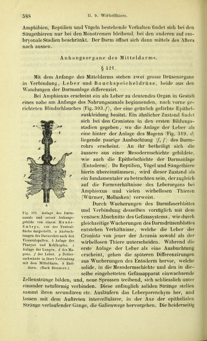 Amphibien, Reptilien und Vögeln bestehende Verhalten findet sich bei den Säusethieren nur bei den Monotremen bleibend, bei den anderen auf em- bryonale Stadien beschränkt. Der Darm öffnet sich dann mittels des Afters nach aussen. Anhangsorgane des Mitteldarms. §421. Mit dem Anfange des Mitteldarms stehen zwei grosse Drüsenorgane in Verbindung, Leber und Bauchspeicheldrüse, beide aus den Wandungen der Darmanlage differenzirt. Bei Amphioxus erscheint ein als Leber zu deutendes Organ in Gestalt eines nahe am Anfange des Nahrungscanais beginnenden, nach vorne ge- richteten Blindschlauches (Fig.303./*), der eine grünlich gefärbte Epithel- auskleidung besitzt. Ein ähnlicher Zustand findet sich bei den Cranioten in den ersten Bildungs- stadien gegeben, wo die Anlage der Leber als eine hinter der Anlage des Magens (Fig. 319. d) liegende paarige Ausbuchtung (f, f) des Darm- rohrs erscheint. An ihr betheiligt sich die äussere aus einer Mesodermschichte gebildete, wie auch die Epithelschichte der Darmanlage (Entoderm). Da Reptilien, Vögel und Säugethiere hierin übereinstimmen, wird dieser Zustand als ein fundamentaler zu betrachten sein, der zugleich auf die Formverhältnisse des Leberorgans bei Amphioxus und vielen wirbellosen Thieren (Würmer, Mollusken) verweist. Durch Wucherungen des Darmfaserblattes und Verbindung desselben vorzüglich mit dem venösen Abschnitte des Gefässsystems, wie durch gleichzeitige Wucherungen des Darmdrüsenblattes entstehen Verhältnisse, welche die Leber der Craniota von jener der Acrania sowohl als der wirbellosen Thiere unterscheiden. Während die erste Anlage der Leber als eine Ausbuchtung erscheint, gehen die späteren Differenzirungen aus Wucherungen des Entoderm hervor, welche solide, in die Mesodermschichte und den in die- selbe eingebetteten Gefässapparat einwachsende Zellenstränge bilden, und, neue Sprossen treibend, sich schliesslich unter einander netzförmig verbinden. Diese anfänglich soliden Stränge stellen sammt ihren secundären etc. Ausläufern das Leberparenchym her, und lassen mit dem Auftreten intercellulärer, in der Axe der epithelialen Stränge verlaufender Gänge, die Gallenwege hervorgehen. Die beiderseitig Fig. 319. Anlage des Darm- canals und seiner Anhangs- gebilde von einem Hunde- Embryo, von der Ventral- fläche dargestellt, a Ausbuch- tungen des Darmrohrs nach den Visceralspalten. b Anlage des Pharynx und Kehlhopfes. c Anlage der Lungen, d des Ma- gens, / der Leber, g Dotter- sackwände in ihrer Verbindung mit dem Mitteldarm, h End- darm. (Nach Bischoff.)
