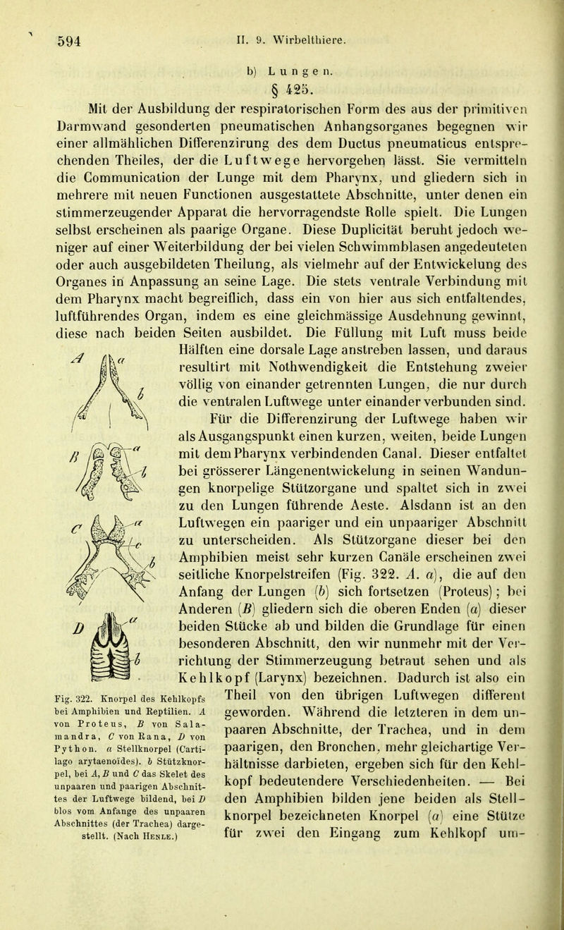 b) Lungen. § 425. Mit der Ausbildung der respiratorischen Form des aus der primitiven Darmwand gesonderten pneumatischen Anhangsorganes begegnen wir einer allmählichen Differenzirung des dem Ductus pneumaticus entspre- chenden Theiles, der die Luftwege hervorgehen lässt. Sie vermitteln die Communication der Lunge mit dem Pharynx, und gliedern sich in mehrere mit neuen Functionen ausgestattete Abschnitte, unter denen ein stimmerzeugender Apparat die hervorragendste Rolle spielt. Die Lungen selbst erscheinen als paarige Organe. Diese Duplicität beruht jedoch we- niger auf einer Weiterbildung der bei vielen Schwimmblasen angedeuteten oder auch ausgebildeten Theilung, als vielmehr auf der Entwickelung des Organes in Anpassung an seine Lage. Die stets ventrale Verbindung mit dem Pharynx macht begreiflich, dass ein von hier aus sich entfaltendes, luftführendes Organ, indem es eine gleichmässige Ausdehnung gewinnt, diese nach beiden Seiten ausbildet. Die Füllung mit Luft muss beide Hälften eine dorsale Lage anstreben lassen, und daraus resultirt mit Notwendigkeit die Entstehung zweier völlig von einander getrennten Lungen7 die nur durch die ventralen Luftwege unter einander verbunden sind. Für die Differenzirung der Luftwege haben wir als Ausgangspunkt einen kurzen, weiten, beide Lungen mit dem Pharynx verbindenden Canal. Dieser entfaltet bei grösserer Längenentwickelung in seinen Wandun- gen knorpelige Stützorgane und spaltet sich in zwei zu den Lungen führende Aeste. Alsdann ist an den Luftwegen ein paariger und ein unpaariger Abschnitt zu unterscheiden. Als Stützorgane dieser bei den Amphibien meist sehr kurzen Canäle erscheinen zwei seitliche Knorpelstreifen (Fig. 322. A. a), die auf den Anfang der Lungen (6) sich fortsetzen (Proteus); bei Anderen (B) gliedern sich die oberen Enden (o) dieser beiden Stücke ab und bilden die Grundlage für einen besonderen Abschnitt, den wir nunmehr mit der Ver- richtung der Stimmerzeugung betraut sehen und als Kehlkopf (Larynx) bezeichnen. Dadurch ist also ein 322. Knorpel des Kehlkopfs Tneil von den übrigen Luftwegen different geworden. Während die letzteren in dem un- paaren Abschnitte, der Trachea, und in dem paarigen, den Bronchen, mehr gleichartige Ver- hältnisse darbieten, ergeben sich für den Kehl- kopf bedeutendere Verschiedenheiten. — Bei den Amphibien bilden jene beiden als Stell- knorpel bezeichneten Knorpel (a) eine Stütze für zwei den Eingang zum Kehlkopf um- bei Amphibien und Reptilien. A von Proteus, B von Sala- mandra, C von Rana, ß von Python, a Stellknorpel (Carti- lago arytaenoides). b Stützknor- pel, bei A, B und C das Skelet des unpaaren und paarigen Abschnit- tes der Luftwege bildend, bei B blos vom Anfange des unpaaren Abschnittes (der Trachea) darge- stellt. (Nach Henle.)
