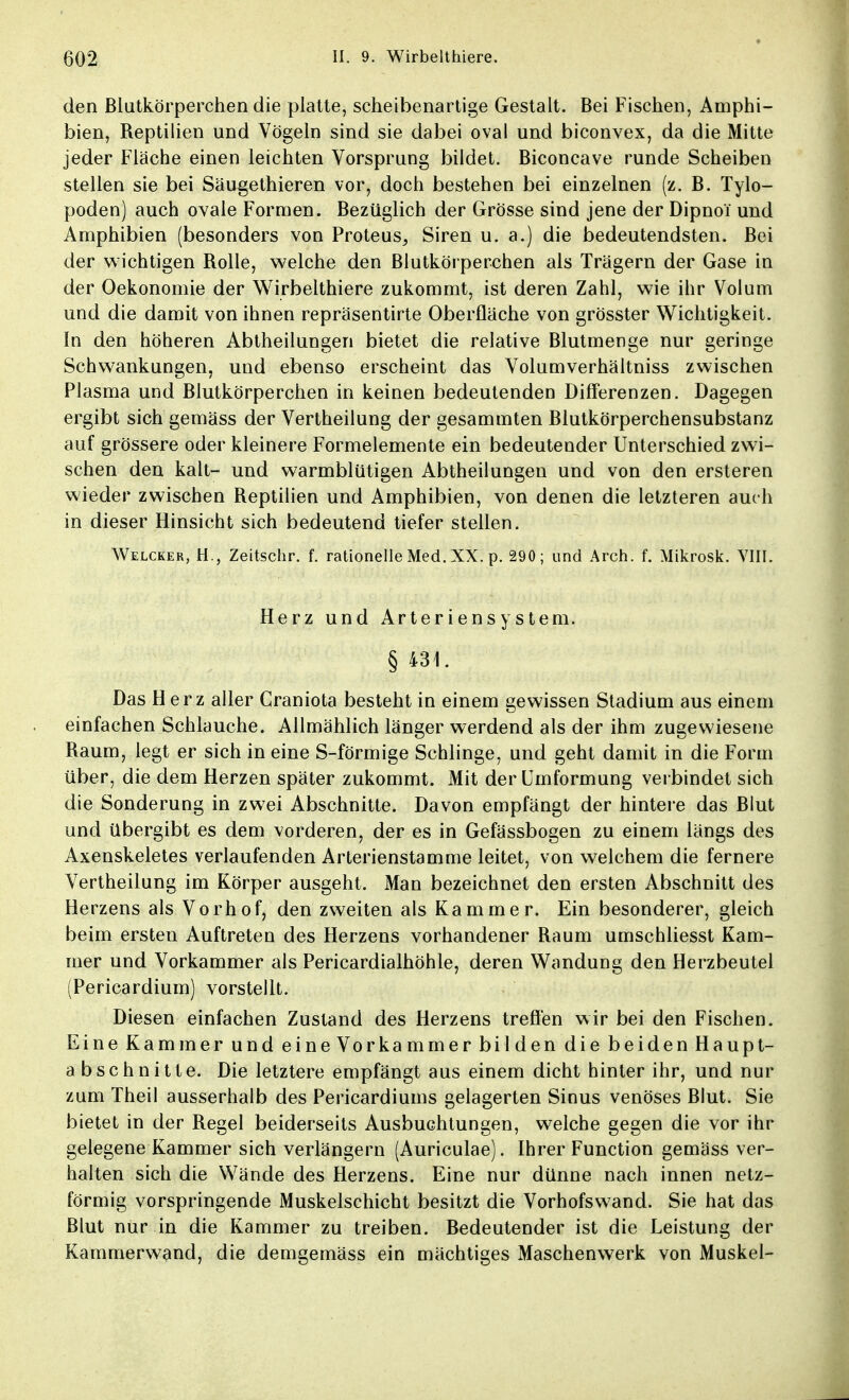 den Blutkörperchen die platte, scheibenartige Gestalt. Bei Fischen, Amphi- bien, Reptilien und Vögeln sind sie dabei oval und biconvex, da die Mitte jeder Fläche einen leichten Vorsprung bildet. Biconcave runde Scheiben stellen sie bei Säugethieren vor, doch bestehen bei einzelnen (z. B. Tylo- poden) auch ovale Formen. Bezüglich der Grösse sind jene der Dipnoi und Amphibien (besonders von Proteus, Siren u. a.) die bedeutendsten. Bei der wichtigen Rolle, welche den Blutkörperchen als Trägern der Gase in der Oekonomie der Wirbelthiere zukommt, ist deren Zahl, wie ihr Volum und die damit von ihnen repräsentirte Oberfläche von grösster Wichtigkeit. In den höheren Abtheilungen bietet die relative Blutmenge nur geringe Schwankungen, und ebenso erscheint das Volumverhältniss zwischen Plasma und Blutkörperchen in keinen bedeutenden Differenzen. Dagegen ergibt sich gemäss der Vertheilung der gesammten Blutkörperchensubstanz auf grössere oder kleinere Formelemente ein bedeutender Unterschied zwi- schen den kalt- und warmblütigen Abtheilungen und von den ersteren wieder zwischen Reptilien und Amphibien, von denen die letzteren auch in dieser Hinsicht sich bedeutend tiefer stellen. Welcker, H., Zeitschr. f. rationelle Med. XX. p. 290; und Arch. f. Mikrosk. VIII. Herz und Arteriensystem. § 431. Das Herz aller Craniota besteht in einem gewissen Stadium aus einem einfachen Schlauche. Allmählich länger werdend als der ihm zugewiesene Raum, legt er sich in eine S-förmige Schlinge, und geht damit in die Form über, die dem Herzen später zukommt. Mit der Umformung verbindet sich die Sonderung in zwei Abschnitte. Davon empfängt der hintere das Blut und übergibt es dem vorderen, der es in Gefässbogen zu einem längs des Axenskeletes verlaufenden Arterienstamme leitet, von welchem die fernere Vertheilung im Körper ausgeht. Man bezeichnet den ersten Abschnitt des Herzens als Vorhof, den zweiten als Kammer. Ein besonderer, gleich beim ersten Auftreten des Herzens vorhandener Raum umschliesst Kam- mer und Vorkammer als Pericardialhöhle, deren Wandung den Herzbeutel (Pericardium) vorstellt. Diesen einfachen Zustand des Herzens treffen wir bei den Fischen. Eine Kammer und eine Vorkammer bilden die beiden Haupt- abschnitte. Die letztere empfängt aus einem dicht hinter ihr, und nur zum Theil ausserhalb des Pericardiums gelagerten Sinus venöses Blut. Sie bietet in der Regel beiderseits Ausbuchtungen, welche gegen die vor ihr gelegene Kammer sich verlängern (Auriculae). Ihrer Function gemäss ver- halten sich die Wände des Herzens. Eine nur dünne nach innen netz- förmig vorspringende Muskelschicht besitzt die Vorhofswand. Sie hat das Blut nur in die Kammer zu treiben. Bedeutender ist die Leistung der Kammerwand, die demgemäss ein mächtiges Maschenwerk von Muskel-