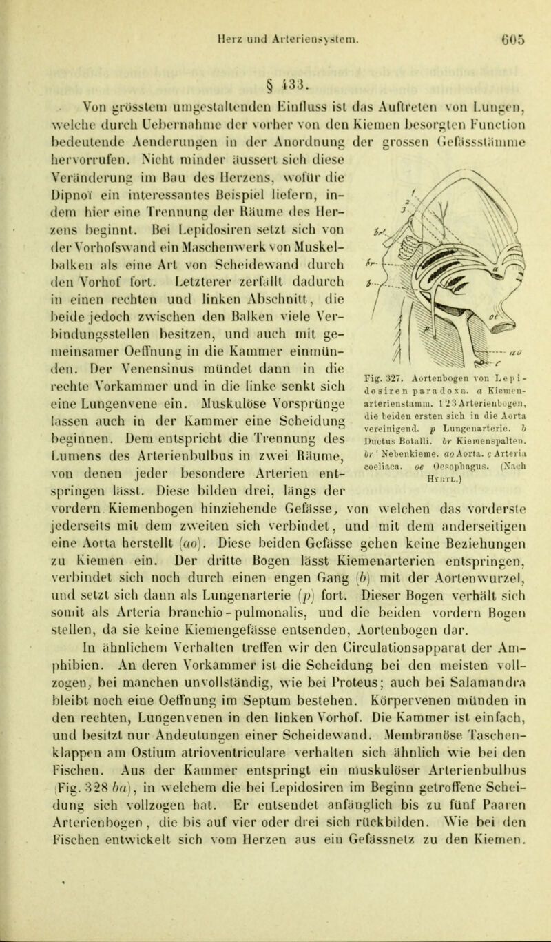 § 133. Von grössfcem umgestaltenden Einfluss ist das Auftreten von Lungen, welche durch Uebernahme der vorher von den Kiemen besorgten Function bedeutende Aenderungen in der Anordnung der grossen GefässsUtnime hervorrufen. Niehl minder äussert sich diese Veränderung im Bau des Herzens, wofür die Dipnot ein interessantes Beispiel liefern, in- dem hier eine Trennung der Räume des Her- zens beginnt, Hei Lepidosiren setzt sich von der Vorhofswand ein Maschenwerk von Muskel- balken als eine Art von Scheidewand durch den Vorhot fort. Letzterer zerfallt dadurch in einen rechten und linken Abschnitt, die beide jedoch zwischen den Balken viele Ver- bindungsstellen besitzen, und auch mit ge- meinsamer Oeffnung in die Kammer einmün- den. Der Venensinus mündet daun in die rechte Vorkammer und in die linke senkt sich eine Lungenvene ein. Muskulöse Vorsprünge lassen auch in der Kammer eine Scheidung heuinnen. Dem entspricht die Trennung des Lumens des Arterienbulbus in zwei Räume, vou denen jeder besondere Arterien ent- springen lässl. Diese bilden drei, längs der vordem Kiemenbogen hinziehende Gefässe, von welchen das vorderste jederseits mit dem zweiten sich verbindet, und mit dem anderseitigen eine Aorta herstellt {cur. Diese beiden Gefässe gehen keine Beziehungen zu Kiemen ein. Der dritte Bogen lässt Kiemenarterien entspringen, verbindet sich noch durch einen engen Gang (6) mit der Aortenwurzel, und setzt sieh dann als Lungenarterie [p] fort. Dieser Bogen verhält sich somit als Arteria branchio-pulmonaiis, und die beiden vordem Bogen stellen, da sie keine Kiemengefässe entsenden, Aortenbogen dar. In ähnlichem Verhalten treffen wir den Circulationsapparat der Am- phibien. An deren Vorkammer ist die Scheidung bei den meisten voll- zogen, bei manchen unvollständig, wie bei Proteus; auch bei Salamandra bleibt noch eine Oeffnung im Septum bestehen. Körpervenen münden in den rechten, Lungenvenen in den linken Vorhof. Die Kammer ist einfach, und besitzt nur Andeutungen einer Scheidewand. Membranöse Taschen- klappen am Ostium atrioventriculare verhalten sich ähnlich wie bei den Fischen. Aus der Kammer entspringt ein muskulöser Arterienbulbus Fig. 328 &a), in welchem die bei Lepidosiren im Beginn getroffene Schei- dung sich vollzogen hat. Er entsendet anfänglich bis zu fünf Paaren Arterien bogen, die bis auf vier oder drei sich rückbilden. Wie bei den Fischen entwickelt sich vom Herzen aus ein Gefässnelz zu den Kiemen. Fig. 327( Aortenbogen von Lepi- dosiren paradoxa. a Kienien- arterienstanim. 1 1 '-\ Arterienbogen, die leiden ersten sich in die Aorta vereinigend, p Lungenarterie, b Ductus Botiilli. br Kiemenspalten. br ' Nebenkieme, ao Aorta, c Arteria coeliaca. oe Oesophagus. (Nach Hyi: rr..)