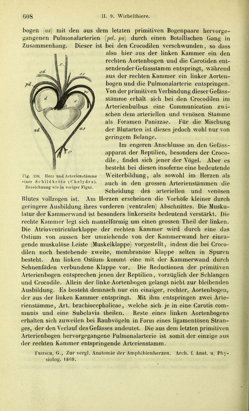 Fig. 330. Herz und Arterienstämme einer Schildkröte (Chelydra). Bezeichnung wie in voriger Figur. bogen [as] mit den aus dem letzten primitiven Bogenpaare hervorge- gangenen Pulmonalarterien (pd. ps) durch einen Botallischen Gang in Zusammenhang. Dieser ist bei den Crocodilen verschwunden, so dass also hier aus der linken Kammer ein den rechten Aortenbogen und die Carotiden ent- sendender Gefassstamm entspringt, während aus der rechten Kammer ein linker Aorten- bogen und die Pulmonalarterie entspringen. Von der primitiven Verbindung dieser Gefäss- stämme erhält sich bei den Crocodilen im Arterienbulbus eine Communication zwi- schen dem arteriellen und venösen Stamme als Foramen Panizzae. Für die Mischung der Blutarten ist dieses jedoch wohl nur von geringem Belange. Im engeren Anschlüsse an den Gelass- apparat der Reptilien, besonders der Croco- dile, findet sich jener der Vögel. Aber es besteht bei diesen insoferne eine bedeutende Weiterbildung, als sowohl im Herzen als auch in den grossen Arterienstämmen die Scheidung des arteriellen und venösen Blutes vollzogen ist. Am Herzen erscheinen die Vorhöfe kleiner durch geringere Ausbildung ihres vorderen (ventralen) Abschnittes. Die Musku- latur der Kammerwand ist besonders linkerseits bedeutend verstärkt. Die rechte Kammer legt sich mantelförmig um einen grossen Theil der linken. Die Atrioventricularklappe der rechten Kammer wird durch eine das Ostium von aussen her umziehende von der Kammerwand her einra- gende muskulöse Leiste (Muskelklappe) vorgestellt, indess die bei Croco- dilen noch bestehende zweite, membranöse Klappe selten in Spuren besteht. Am linken Ostium kommt eine mit der Kammerwand durch Sehnenfäden verbundene Klappe vor. Die Reductionen der primitiven Arterienbogen entsprechen jenen der Reptilien, vorzüglich der Schlangen und Crocodile. Allein der linke Aortenbogen gelangt nicht zur bleibenden Ausbildung. Es besteht demnach nur ein einziger, rechter, Aortenbogen, der aus der linken Kammer entspringt. Mit ihm entspringen zwei Arte- rienstämme, Art. brachiocephalicae, welche sich je in eine Carotis com- munis und eine Subclavia theilen. Reste eines linken Aortenbogens erhalten sich zuweilen bei Raubvögeln in Form eines ligamentösen Stran- ges, der den Verlauf des Gefässes andeutet. Die aus dem letzten primitiven Arterienbogen hervorgegangene Pulmonalarterie ist somit der einzige aus der rechten Kammer entspringende Arterienstamm. Fritsch, G., Zur vergl. Anatomie der Amphibienherzen. Arch. f. Anat. u. Phy- siolog. 1869.
