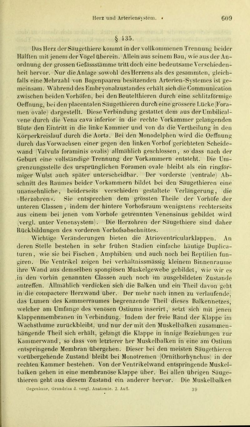 Heiz und Artericnsx stein. . (>o9 § m. Das Herz derSöugethiere kommt in der \ ollkommenen Trennung beider Hüllten mit jenem der Vögel tiberein. Allein aus seinem Mau, w ie aus der An- onlnung der grossen (iefässslämnie tritt doch eine bedeutsame Verschieden* herl hervor. Nur die Anlage sowohl des Herzens als des gesammten, gleich- falls eine Mehrzahl von Rogenpaaren besitzenden Arlerien-S\Siemes ist ge- meinsam. Während des Embryonalznstandes erhält sieh die Communication zwischen beiden Vorhöfen, bei den Beutelthieren durch eine sehlitzförmige Oeffnung, bei den plaeentalen Säugethieren durch eine grössere bücke [Fora- men ovale) dargestellt. Diese Verbindung gestattet dem aus der Umbilical- vene durch die Vena cava inferior in die rechte Vorkammer gelangenden blute den Eintritt in die linke Kammer und von da die Vertheilung in den Körperkreislauf durch die Aorta. Bei den Monodelphcn wird die Oeffnung durch das Vorwnchsen einer gegen den linken Vorhof gerichteten Scheide- wand Valvula foraminis ovalis) allmählich geschlossen, so dass nach der Geburt eine vollständige Trennung der Vorkammern entsteht. Die Um- grenzungssteüe des ursprünglichen Foramen ovale bleibt als ein ringför- miger Wulst auch später unterscheidbar. Der vorderste (ventrale) Ab- schnilt des Raumes beider Vorkammern bildet bei den Säugethieren eine unansehnliche, beiderseits verschieden gestaltete Verlängerung, die »Herzohren«. Sie entsprechen dem grösslen Theile der Vorhöfe der unteren Classen, indem der hintere Vorhofsraum wenigstens rechterseits aus einem bei jenen vom Vorhofe getrennten Venensinus gebildet wird vergl. unter Venensystem). Die Herzohren der Säugethiere sind daher Rückbildungen des vorderen Vorhofsabschnittes. Wichtige Veränderungen bieten die Atrioventricularklappen. An deren Stelle bestehen in sehr frühen Stadien einfache häutige Duplica- turen. wie sie bei Fischen . Amphibien und auch noch bei Reptilien fun- giren. Die Ventrikel zeigen bei verhältnissmässig kleinem Binnenraume ihre Wand aus demselben spongiösen Muskelgewebe gebildet, wie wir es in den vorhin genannten Classen auch noch im ausgebildeten Zustünde antreffen. Allmählich verdicken sich die Balken und ein Theil davon geht in die compactere Herzwand über. Der mehr nach innen zu verlaufende, das Lumen des Kammerraumes begrenzende Theil dieses Balkennetzes, welcher am Umfange des venösen Ostiums inserirt, setzt sich mit jenen Klappenmembranen in Verbindung. Indem der freie Rand der Klappe im Wachsthume zurückbleibt, und nur der mit den Muskelbalken zusammen- hängende Theil sich erhält, gelangt die Klappe in innige Beziehungen zur Kammerwand, so dass von letzterer her Muskelbalken in eine am Ostium entspringende Membran übergehen. Dieser bei den meisten Säugethieren vorübergehende Zustand bleibt bei Monotremen (Ornithorhynchus in der rechten Kammer bestehen. Von der Ventrikelwand entspringende Muskel- balken gehen in eine membranöse Klappe über. Bei allen übrigen Säuge- thieren geht aus diesem Zustand ein anderer hervor. Die Muskelbalken