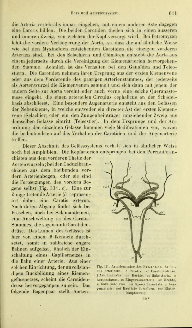 die Arteria vertebrälis imj>ar eingehen, mit einem anderen Aste dagegen eine Carotis bilden. Die beiden Carotiden theUen sieb in einen äusseren und inneren Zweig; von welchen der Kopf versorgt wird. Bei Petronayzon fehU die vordere Verlängerung der Aorta, so diiss die auf (ähnliche weise wie hei den Myxinoiden entstehenden Carotiden die einzigen vorderen Arterie*! sind. Hei den Schleidern und Chimären entsteht die Anita an.s einem jederaeits durch die Vereinigung der kiemenarterien btervorgehen- den Stamme. Aehnlich isi das Verhalten bei den ßanoYden und Tele<>- stiem. Die Carotiden nehmen ihren Ursprung ans der ersten Kiemenvene oder ans dem Vorderende des paarigen Arterienstananjes, der jederseits als Aortenwurzel die Kiemenvenen sammeil und sich dann mit jenem der andern Seile zur Aorta vereint oder auch vorne eine solche Qneranasto- inose eingeht, die einen arteriellen Circulus eephalieus an der Schädel- basis abschliesst. Eine besondere Augenarterie entsteht aus den Gelassen der Nebenkiepe, in welche entw eder ein directer Ast der ersten kiemen- vene (Selaehier oder ein den Zungenbeinträger umziehender Zweig aus demselben Gefässe eintritt Teleostier . In dem Ursprünge und der An- ordnung der einzelnen Gefässe kommen viele Modificationen vor, wovon die bedeutendsten auf das Verhalten der Carotiden und der Augenarterie treffen. Dieser Abschnitt des Gefässsystems verhält sich in ähnlicher Weis» noch bei Amphibien. Die Kopfarterien entspringen bei den Perennibran- chiaten aus dem vorderen Theile der A orlen w urzel n; be i de n Ca d uc i I)ra n- dualen aus dem bleibenden vor- dem Arterienbogen, oder sie sind die Fortsetzungen des vordem Bo- gens selbst (Fig. 331. cj. Eine zur Zunge tretende Arterie (Z) repräsen- tirt dabei eine Carotis externa. Nach deren Abgang findet sich bei Fröschen, auch bei Salamandrinen, eine Anschwellung (e) des Carotis- Stammes, die sogenannte Carotiden- drüse. Das Lumen des Gefässes ist hier von einem Balkennelz durch- setzt, somit in zahlreiche engere Bahnen aufgelöst, ähnlich der Ein- schaltung eines Capillarnetzes in die Bahn einer Arterie. Aus einer solchen Einrichtung, der unvollstän- digen Rückbildung eines Riemen- gefässnetzes, scheint die Carotiden- drüse hervorgegangen zu sein. Das folgende Bogenpaar stellt Aorten- r //t Fig. :13I. Arteriensystem des Frosches. 6a Bul- bus arteriosus. c Carotis. C Carotidendrüse. i Art. ttag«alis. ad Rechte, as linke Aorta, o Aortenstamm. m Eingeweidearterie, sd Rechte, ss linke Subclavia, oes Speiseröhrenäste, p Lun- genarterie. cut Hautäste derselben, orr Hinter hauptszweig 39*