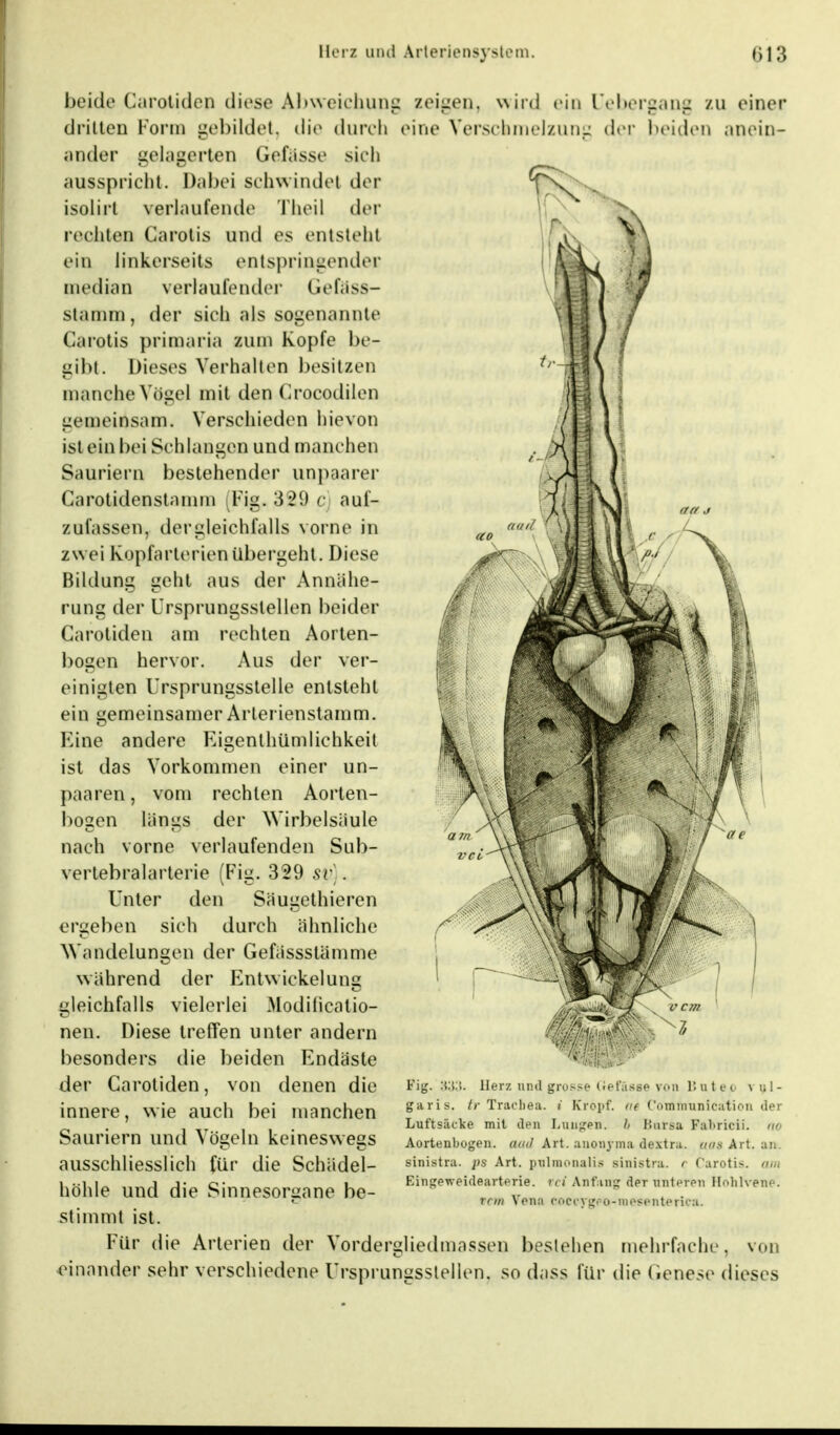 beide Carotidon diese Abweichung zeigen, wird ein Uebergang dritten Form inder gelagerten eine Verschmelzung der gebildet, die durch , Gefässe sieh ausspricht. Dabei schwindet der isolirt verlaufende Theil der rechten Carotis und es entsteht ein linkerseits entspringender median verlaufender Gefäss- stamm, der sieh als sogenannte Carotis primaria zum Kopfe be- gibt. Dieses Verhalten besitzen manche Vögel mit den Crocodilen gemeinsam. Verschieden hievon ist ein bei Schlangen und manchen Sauriern bestehender unpaarer Carotidenstamm Fig. 3 29 c auf- zufassen, der gleichfalls vorne in zwei Kopfarterienübergeht. Diese Bildung geht aus der Annähe- rung der Ursprungsstellen beider Garotiden am rechten Aorten- bogen hervor. Aus der ver- einigten Ursprungsstelle entsteht ein gemeinsamer Arlerienstamm. Eine andere Eigentümlichkeit ist das Vorkommen einer un- paaren, vom rechten Aorten- bogen längs der Wirbelsäule nach vorne verlaufenden Sub- vertebralarterie (Fig. 329 sp] . Unter den Säugethieren ergeben sich durch ähnliche Wandelungen der Gefässstämme während der P2ntwiekelung gleichfalls vielerlei Modilicalio- nen. Diese treffen unter andern besonders die beiden Endäste der Carotiden, von denen die innere, wie auch bei manchen Sauriern und Vögeln keineswegs ausschliesslich für die Schädel- höhle und die Sinnesorgane be- stimmt ist. Für die Arterien der Vordergliedmassen bestehen -einander sehr verschiedene Ursprungsslellen, so dass für zu einer beiden anein- •'vi«...»- Fig. Herz und grosse Gef&sse von 1! u t e o vul- garis. //• Trachea, i Kropf, ae Communication der Luftsäclve mit den Lungen. Ii Bursa Fabrioii. no aas Art. an. Carotis, am Aortenbogen, and Art. anonyma dextra sinistra. ps Art. puhnonalis sinistra. * Eingeweidearterie, rci Anfang der unteren Hohlvene rem Vena coc(ygro-niesenteiica. mehrfache, von die Genese dieses