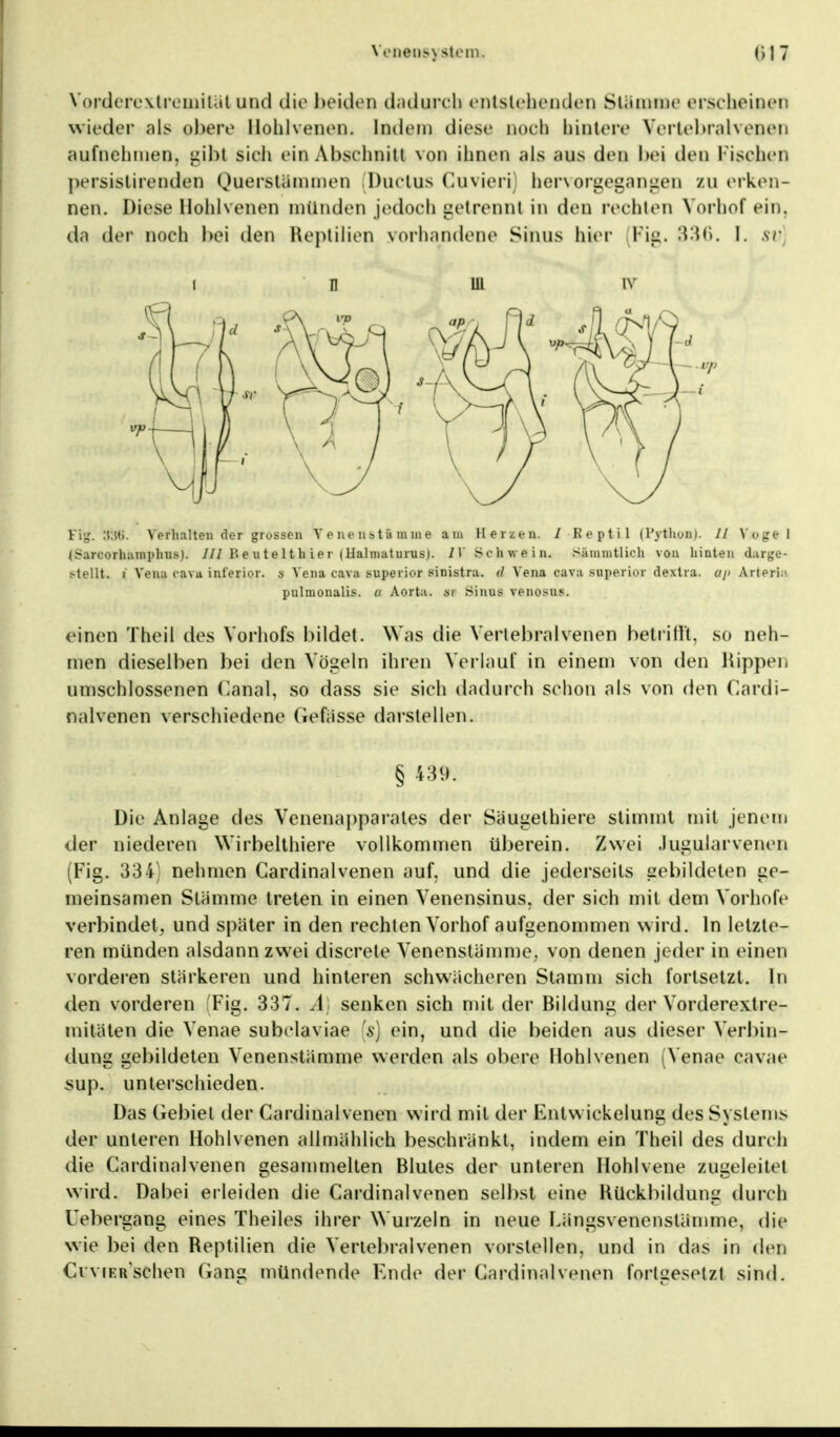 Vorderextremitat und die beiden dadurch entstehenden Stämme erscheinen wieder als obere Hohlvenen, lodern diese noch hintere Vertebralvenen aufnehmen. gibt sich ein Abschnitt von ihnen als aus den bei den Fischen persistirenden Querstämmen Ductus Guvieri hervorgegangen zu erken- nen. Diese Hohlvenen münden jedoch getrennt in den rechten Vorbof ein. da der noch bei den Reptilien vorhandene Sinns hier Fig. 336. I. w Fig. Si}6. Verhalteu der grossen V e ne n b t a m in e am Herzen. 7 Reptil (Python). 11 Vogel (Sareorhaniphus). III B e u t e 11 h i e r | Uahnaturus). 71' Schwein. Sainintlich von hinten darge- stellt. « Vena cava inferior, s Vena cava superior sinistra. d Vena cava superior dextra. ap Arterie pulmonalis. a Aorta, m Sinus venosus. einen Theil des Yorhofs l)ildel. Was die Vertebralvenen betrifft, so neh- men dieselben bei den Vögeln ihren Verlauf in einem von den Rippen umschlossenen Canal, so dass sie sich dadurch schon als von den Cardi- nalvenen verschiedene Gefässe darstellen. § 43*. Die Anlage des Venenapparates der Säugelhiere stimmt mit jenem der niederen Wirbelthiere vollkommen überein. Zwei Jugularyenen (Fig. 334) nehmen Cardinalvenen auf. und die jederseils gebildeten ge- meinsamen Stämme treten in einen Venensinus, der sich mit dem Vorhole verbindet, und später in den rechten Vorhof aufgenommen wird. In letzle- ren münden alsdann zwei discrete Venenstämme, von denen jeder in einen vorderen stärkeren und hinteren schwächeren Stamm sich fortsetzt. In den vorderen (Fig. 337. A) senken sich mit der Bildung der Yorderextre- mitäten die Venae subelaviae 's) ein, und die beiden aus dieser Verbin- dung gebildeten Venenstämme werden als obere Hohlvenen (Venae cavae sup. unterschieden. Das Gebiet der Cardinalvenen wird mil der Entwicklung des Systems der unteren Hohlvenen allmählich beschränkt, indem ein Theil des durch die Cardinalvenen gesammelten Blutes der unteren Hohlvene zugeleitet wird. Dabei erleiden die Cardinalvenen selbst eine Rückbildung durch rebergang eines Theiles ihrer Wurzeln in neue Längsvenenstämme, die wie bei den Reptilien die Vertebralvenen vorstellen, und in das in den Cr vier'sehen Gang mündende Ende der Cardinal venen fortgesetzt sind.