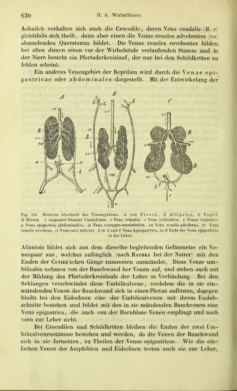 Aehnlich verhalten sich auch die Crocodile, deren Vena caudalis (B. c) gleichfalls sich theilt . dann aber einen die Venae renales advehentes (raj absendenden Querstamm bildet. Die Venae renales revehentes bilden bei allen diesen einen vor der Wirbelsäule verlaufenden Stamm und in der Niere besteht ein Pfortaderkreislauf, der nur bei den Schildkröten zu fehlen scheint. Ein anderes Venengebiet der Reptilien wird durch die Venae epi- gastricae oder abdominales dargestellt. Mit der Entwicklung der Fig. 338. Hinterer Abschnitt des Venensystems. A vom Frosch, B Alligator, C Vogel. R Nieren, c (unpaarer Stamm) Caudalvene. c Vena cruralis. i Vena ischiadica. v Venae vesicales. a Vena epigastria (abdominalis), m Vena coccygeo-mesenterica. ra Vena renalis advehens. rr Vena renalis revehen.s. ci Vena cava inferior, h in A und C Vena hypogastrica, in B Ende der Vena epigastriea in der Leber. Allantois bildet sich aus dem dieselbe begleitenden Gefässnetze ein Ve- nenpaar aus, welches anfanglich (nach Rathke bei der Natter) mit den Enden der CuviER'schen Gänge zusammen ausmündet. Diese Venae um- bilicales nehmen von der Bauchwand her Venen auf, und stehen auch mit der Bildung des Pfortaderkreislaufs der Leber in Verbindung. Bei den Schlangen verschwindet diese Umbilicalvene, nachdem die in sie ein- mündenden Venen der Bauchwand sich in einen Plexus auflösten, dagegen bleibt bei den Eidechsen eine der Umbilicaivenen mit ihrem Endab- schnitte bestehen und bildet mit den in sie mündenden Bauchvenen eine Vena epigastriea, die auch von der Harnblase Venen empfängt und nach vorn zur Leber zieht. Bei Crocodilen und Schildkröten bleiben die Enden der zwei Um- bilicalvenenstämme bestehen und werden, da die Venen der Bauchwand sich in sie fortsetzen , zu Theilen der Venae epigastricae. Wie die ein- fachen Venen der Amphibien und Eidechsen treten auch sie zur Leber.