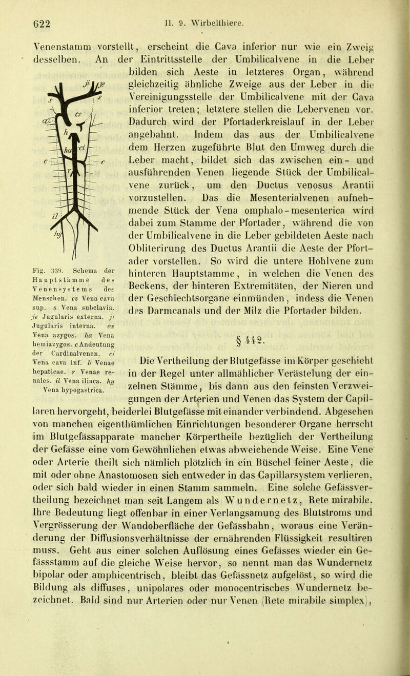 Venenstamm vorstellt, erscheint die Cava inferior nur wie ein Zweig ' desselben. An der Eintrittsstelle der Umbilicalvene in die Leber bilden sich Aeste in letzteres Organ, wahrend gleichzeitig ähnliche Zweige aus der Leber iu die Yereinigungsstelle der Umbilicalvene mit der Cava inferior treten; letztere stellen die Lebervenen vor. Dadurch wird der Pfortaderkreislauf in der Leber angebahnt. Indem das aus der Umbilicalvene dem Herzen zugeführte Blut den Umweg durch die Leber macht, bildet sich das zwischen ein- und ausführenden Venen liegende Stück der Umbilical- vene zurück, um den Ductus venosus Arantii vorzustellen. Das die Mesenterialvenen aufneh- mende Stück der Vena omphalo - mesenterica wird dabei zum Stamme der Pfortader, während die von der Umbilicalvene in die Leber gebildeten Aeste nach Obliterirung des Ductus Arantii die Aeste der Pfort- ader vorstellen. So wird die untere Hohlvene zum hinteren Hauptstamme, in welchen die Venen des Beckens, der hinteren Extremitäten, der Nieren und der Geschlechtsorgane einmünden, indess die Venen des Darmcanals und der Milz die Pfortader bilden. § 442. Die Vertheilung der Blutgefässe im Körper geschieht in der Regel unter allmählicher Verästelung der ein- zelnen Stämme, bis dann aus den feinsten Verzwei- gungen der Arterien und Venen das System der Capil- laren hervorgeht, beiderlei Blutgefässe miteinander verbindend. Abgesehen von manchen eigenthümlichen Einrichtungen besonderer Organe herrscht im Blutgefässapparate mancher Körpertheile bezüglich der Vertheilung der Gefässe eine vom Gewöhnlichen etwas abweichende Weise. Eine Vene oder Arterie theilt sich nämlich plötzlich in ein Büschel feiner Aeste, die mit oder ohne Anastomosen sich entweder in das Capillarsystem verlieren, oder sich bald wieder in einen Stamm sammeln. Eine solche Gefässver- theilung bezeichnet man seit Langem als Wundernetz, Rete mirabile. Ihre Bedeutung liegt offenbar in einer Verlangsamung des Blutstroms und Vergrösserung der Wandoberfläche der Gefässbahn, woraus eine Verän- derung der DifFusionsverhältnisse der ernährenden Flüssigkeit resultiren muss. Geht aus einer solchen Auflösung eines Gefässes wieder ein Ge- fässstamm auf die gleiche W'eise hervor, so nennt man das Wundernetz bipolar oder amphicentrisch, bleibt das Gefässnetz aufgelöst, so wird die Bildung als diffuses, unipolares oder monocentrisches Wundernelz be- zeichnet. Bald sind nur Arterien oder nur Venen (Rete mirabile simplex), Fig. 339. Schema der Hauptstämme des Venensystems des Menschen, es Vena Cava sup. s Vena subclavia. je Jugularis externa, ji Jugularis interna. as Vena azygos. ha Vena hemiazygos. cAndeutung der Cardinalvenen. ci Vena cava inf. // Venae hepaticae. r Venae re- nales, il Vena iliaca. hy Vena liypogastrica.