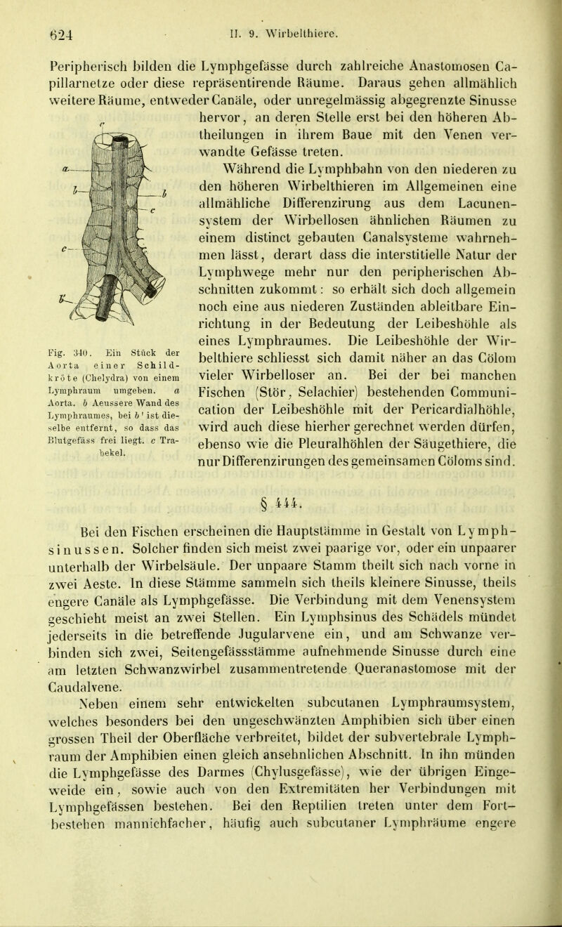 Peripherisch bilden die Lymphgefässe durch zahlreiche Anastomosen Ca- pillarnetze oder diese repräsentirende Räume. Daraus gehen allmählich weitere Räume, entweder Canäle, oder unregelmässig abgegrenzte Sinusse hervor, an deren Stelle erst bei den höheren Ab- theilungen in ihrem Baue mit den Venen ver- wandte Gefässe treten. Während die Lymphbahn von den niederen zu den höheren Wirbelthieren im Allgemeinen eine allmähliche Differenzirung aus dem Lacunen- system der Wirbellosen ähnlichen Räumen zu einem distinct gebauten Ganalsysteme wahrneh- men lässt, derart dass die interstitielle Natur der Lymphwege mehr nur den peripherischen Ab- schnitten zukommt: so erhält sich doch allgemein noch eine aus niederen Zuständen ableitbare Ein- richtung in der Bedeutung der Leibeshöhle als eines Lymphraumes. Die Leibeshöhle der Wir- belthiere schliesst sich damit näher an das Cölom vieler Wirbelloser an. Bei der bei manchen Fischen (Stör; Selachier) bestehenden Communi- cation der Leibeshöhle mit der Pericardialhöhle, wird auch diese hierher gerechnet werden dürfen, ebenso wie die Pleurahöhlen der Säugethiere, die nurDifferenzirungen des gemeinsamen Cöloms sind. § 444. Bei den Fischen erscheinen die Hauptstämme in Gestalt von Lymph- sinussen. Solcher finden sich meist zwei paarige vor, oder ein unpaarer unterhalb der Wirbelsäule. Der unpaare Stamm theilt sich nach vorne in zwei Aeste. In diese Stämme sammeln sich theils kleinere Sinusse, theils engere Canäle als Lymphgefässe. Die Verbindung mit dem Venensystem geschieht meist an zwei Stellen. Ein Lymphsinus des Schädels mündet jederseits in die betreffende Jugularvene ein, und am Schwänze ver- binden sich zwei, Seitengefässstämme aufnehmende Sinusse durch eine am letzten Schwanzwirbel zusammentretende Queranastomose mit der Caudalvene. Neben einem sehr entwickelten subcutanen Lymphraumsystem, welches besonders bei den ungeschwänzten Amphibien sich über einen grossen Theil der Oberfläche verbreitet, bildet der subvertebrale Lymph- raum der Amphibien einen gleich ansehnlichen Abschnitt. In ihn münden die Lymphgefässe des Darmes (Chylusgefässe), wie der übrigen Einge- weide ein, sowie auch von den Extremitäten her Verbindungen mit Lymphgefässen bestehen. Bei den Reptilien treten unter dem Fort- bestehen mannichfacher, häufig auch subcutaner Lymphräume engere Fig. 340. Ein Stück der Aorta einer Schild- kröte (Chelydra) von einem Lymphraum umgeben. a Aorta. 6 Aeussere Wand des Lymphraumes, bei b ' ist die- selbe entfernt, so dass das Blutgefäss frei liegt, c Tra- bekel.