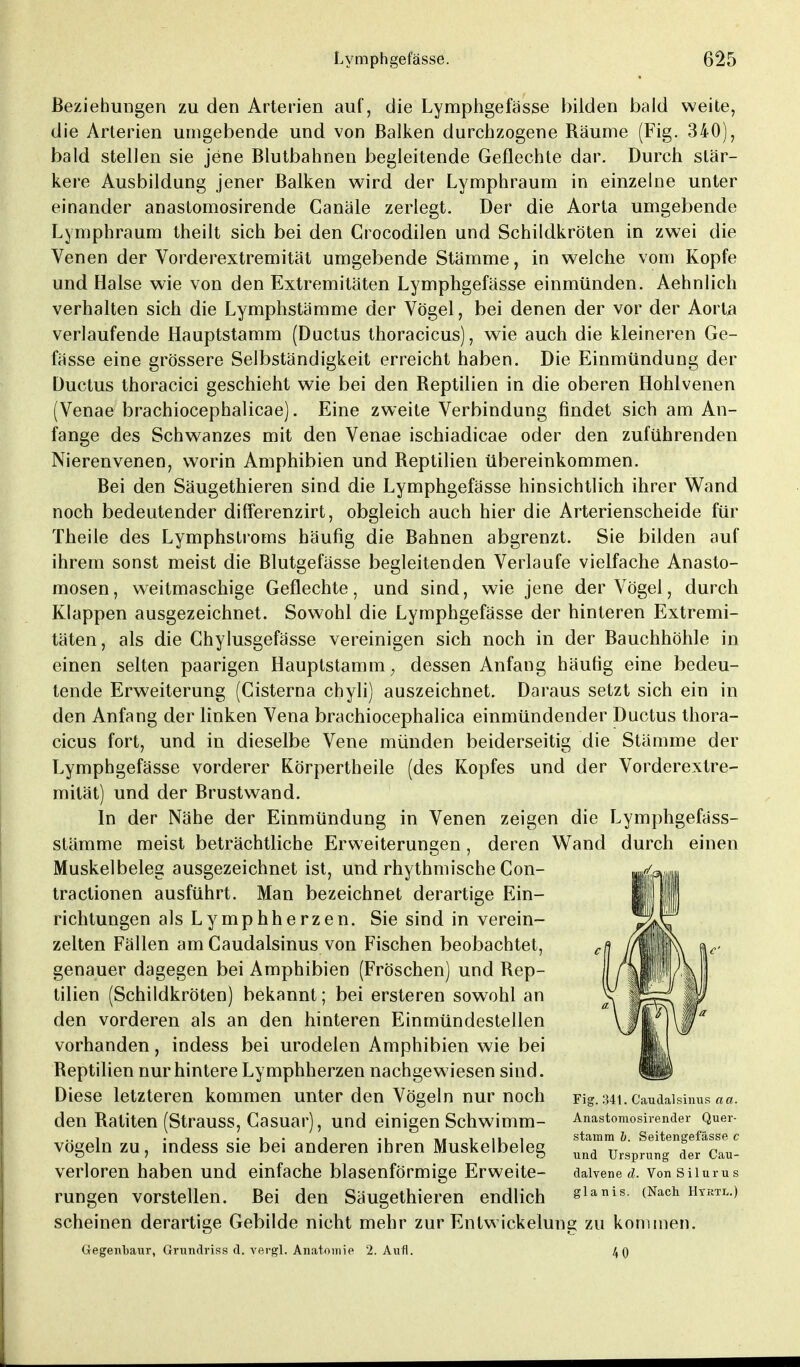 Beziehungen zu den Arterien auf, die Lymphgefässe bilden bald weite, die Arterien umgebende und von Balken durchzogene Räume (Fig. 340), bald stellen sie jene Blutbahnen begleitende Geflechte dar. Durch stär- kere Ausbildung jener Balken wird der Lymphraum in einzelne unter einander anastomosirende Canäle zerlegt. Der die Aorta umgebende Lymphraum theilt sich bei den Crocodilen und Schildkröten in zwei die Venen der Vorderextremität umgebende Stämme, in welche vom Kopfe und Halse wie von den Extremitäten Lymphgefässe einmünden. Aehnlich verhalten sich die Lymphstämme der Vögel, bei denen der vor der Aorta verlaufende Hauptstamm (Ductus thoracicus), wie auch die kleineren Ge- fässe eine grössere Selbständigkeit erreicht haben. Die Einmündung der Ductus thoracici geschieht wie bei den Reptilien in die oberen Hohlvenen (Venae brachiocephalicae). Eine zweite Verbindung findet sich am An- fange des Schwanzes mit den Venae ischiadicae oder den zuführenden Nierenvenen, worin Amphibien und Reptilien übereinkommen. Bei den Säugethieren sind die Lymphgefässe hinsichtlich ihrer Wand noch bedeutender differenzirt, obgleich auch hier die Arterienscheide für Theile des Lymphstroms häufig die Bahnen abgrenzt. Sie bilden auf ihrem sonst meist die Blutgefässe begleitenden Verlaufe vielfache Anasto- mosen, weitmaschige Geflechte, und sind, wie jene der Vögel, durch Klappen ausgezeichnet. Sowohl die Lymphgefässe der hinteren Extremi- täten, als die Ghylusgefässe vereinigen sich noch in der Bauchhöhle in einen selten paarigen Hauptstamm; dessen Anfang häufig eine bedeu- tende Erweiterung (Cisterna chyli) auszeichnet. Daraus setzt sich ein in den Anfang der linken Vena brachiocephalica einmündender Ductus thora- cicus fort, und in dieselbe Vene münden beiderseitig die Stämme der Lymphgefässe vorderer Körpertheile (des Kopfes und der Vorderextre- mität) und der Brustwand. In der Nähe der Einmündung in Venen zeigen die Lymphgefäss- stämme meist beträchtliche Erweiterungen, deren Wand durch einen Muskel beleg ausgezeichnet ist, und rhythmische Con- tractionen ausführt. Man bezeichnet derartige Ein- richtungen als Lymphherzen. Sie sind in verein- zelten Fällen am Caudalsinus von Fischen beobachtet, genauer dagegen bei Amphibien (Fröschen) und Rep- tilien (Schildkröten) bekannt; bei ersteren sowohl an den vorderen als an den hinteren Einmündestellen vorhanden, indess bei urodelen Amphibien wie bei Reptilien nur hintere Lymphherzen nachgewiesen sind. Diese letzteren kommen unter den Vögeln nur noch Fig.34i.Caudaisinus aa. den Ratiten (Strauss, Casuar), und einigen Schwimm- Anastomosirender Quer- ..i . , , i ., u* i n i stamm b. Seitengefässe c vogeln zu, indess sie bei anderen ihren Muskelbeleg und Ursprung der Cau. verloren haben und einfache blasenförmige Erweite- daivened. VonSiiurus rungen vorstellen. Bei den Säugethieren endlich gianis. (Nach htrtl.) scheinen derartige Gebilde nicht mehr zur Entwickelung zu kommen. Gegenbaur, Grundriss d. vergl. Anatomie 2. Aufl. /, 0