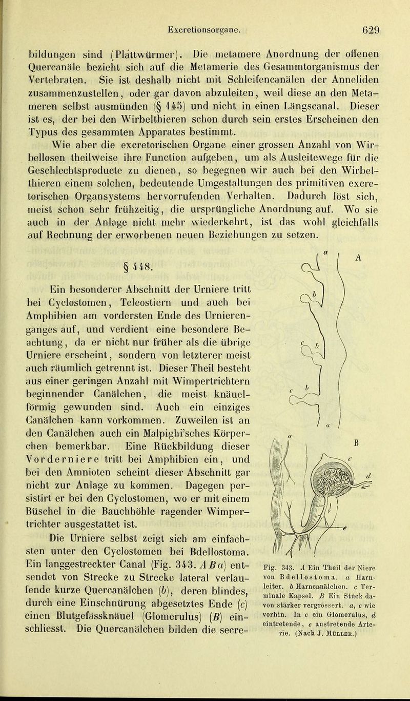 foildtiDgeo sind (Piättwürmer). Die metamere Anordnung der offenen Quercanäle bezieht sich auf die Mclamerie des Gesammtorganismus der Vertebraten. Sie ist deshalb nicht mit Schleifencanälen der Anneliden zusammenzustellen, oder gar davon abzuleiten, weil diese an den Meta- meren selbst ausmünden (§ 145) und nicht in einen Längscanal. Dieser ist es, der bei den Wirbelthieren schon durch sein erstes Erscheinen den Typus des gesammten Apparates bestimmt. Wie aber die excretorischen Organe einer grossen Anzahl von Wir- bellosen theilweise ihre Function aufgeben, um als Ausleitewege für die Geschlechtsproducte zu dienen, so begegnen wir auch bei den Wirbel- thieren einem solchen, bedeutende Umgestaltungen des primitiven excre- torischen Organsystems hervorrufenden Verhalten. Dadurch löst sich, meist schon sehr frühzeitig, die ursprüngliche Anordnung auf. Wo sie auch in der Anlage nicht mehr wiederkehrt, ist das wohl gleichfalls auf Rechnung der erworbenen neuen Beziehungen zu setzen. § 448. Ein besonderer Abschnitt der Urniere tritt bei Cyclostomen, Teleostiern und auch bei Amphibien am vordersten Ende des Urnieren- ganges auf, und verdient eine besondere Be- achtung, da er nicht nur früher als die übrige Urniere erscheint, sondern von letzterer meist auch räumlich getrennt ist. Dieser Theil besteht aus einer geringen Anzahl mit Wimpertrichtern beginnender Canälchen, die meist knäuel- förmig gewunden sind. Auch ein einziges Canälchen kann vorkommen. Zuweilen ist an den Canälchen auch ein Malpighi'sches Körper- chen bemerkbar. Eine Rückbildung dieser Vorderniere tritt bei Amphibien ein, und bei den Amnioten scheint dieser Abschnitt gar nicht zur Anlage zu kommen. Dagegen per- sistirt er bei den Cyclostomen, wo er mit einem Büschel in die Bauchhöhle ragender Wimper- trichter ausgestattet ist. Die Urniere selbst zeigt sich am einfach- sten unter den Cyclostomen bei Bdellostoma. Ein langgestreckter Canal (Fig. 343. ABa) ent- sendet von Strecke zu Strecke lateral verlau- fende kurze Quercanälchen (6), deren blindes, durch eine Einschnürung abgesetztes Ende (c) einen Blutgefässknäuel (Glomerulus) (B) ein- schliesst. Die Quercanälchen bilden die secre- A Ein Theil der Niere von Bdellostoma. a Harn- leiter, b Harncanälchen. c Ter- minale Kapsel. B Ein Stück da- von stärker vergrössert. a, c wie vorhin. In c ein Glomerulus, d eintretende, e austretende Arte- rie. (Nach J. Müller.)