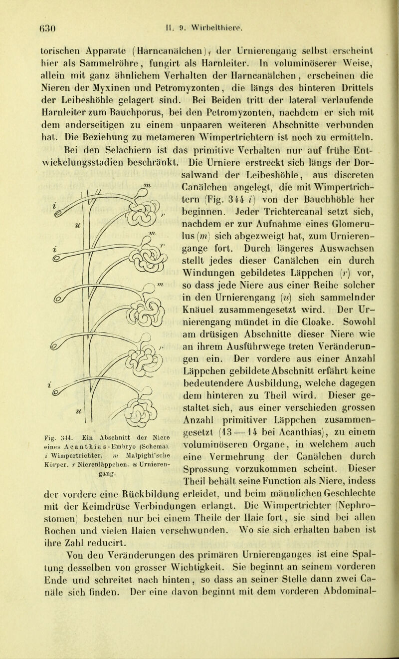 torischen Apparate (Harncanälchen) f der Urnierengang selbst erscheint hier als Sammelröhre, fungirt als Harnleiter. In voluminöserer Weise, allein mit ganz ähnlichem Verhalten der Harncanälchen , erscheinen die Nieren der Myxinen und Petromyzonten, die längs des hinteren Drittels der Leibeshöhle gelagert sind. Bei Beiden tritt der lateral verlaufende Harnleiter zum Bauchporus, bei den Petromyzonten, nachdem er sich mit dem anderseitigen zu einem unpaaren weiteren Abschnitte verbunden hat. Die Beziehung zu metameren Wimpertrichtern ist noch zu ermitteln. Bei den Selachiern ist das primitive Verhalten nur auf frühe Ent- wickelungsstadien beschränkt. Die Urniere erstreckt sich längs der Dor- salwand der Leibeshöhle, aus discreten Canälchen angelegt, die mit Wimpertrich- tern (Fig. 344 i) von der Bauchhöhle her beginnen. Jeder Trichtercanal setzt sich, nachdem er zur Aufnahme eines Glomeru- lus (m) sich abgezweigt hat, zum Urnieren- gange fort. Durch längeres Auswachsen stellt jedes dieser Canälchen ein durch Windungen gebildetes Läppchen (r) vor, so dass jede Niere aus einer Reihe solcher in den Urnierengang (u) sich sammelnder Knäuel zusammengesetzt wird. Der Ur- nierengang mündet in die Cloake. Sowohl am drüsigen Abschnitte dieser Niere wie an ihrem Ausführwege treten Veränderun- gen ein. Der vordere aus einer Anzahl Läppchen gebildete Abschnitt erfährt keine bedeutendere Ausbildung, welche dagegen dem hinteren zu Theil wird. Dieser ge- staltet sich, aus einer verschieden grossen Anzahl primitiver Läppchen zusammen- gesetzt (13 — H bei Acanthias), zu einem voluminöseren Organe, in welchem auch eine Vermehrung der Canälchen durch Sprossung vorzukommen scheint. Dieser Theil behält seine Function als Niere, indess der vordere eine Rückbildung erleidet, und beim männlichen Geschlechte mit der Keimdrüse Verbindungen erlangt. Die Wimpertrichter (Nephro- stomen) bestehen nur bei einem Theile der Haie fort, sie sind bei allen Rochen und vielen Haien verschwunden. Wo sie sich erhalten haben ist ihre Zahl reducirt. Von den Veränderungen des primären Urnierenganges ist eine Spal- tung desselben von grosser Wichtigkeit. Sie beginnt an seinem vorderen Ende und schreitet nach hinten, so dass an seiner Stelle dann zwei Ca- näle sich finden. Der eine davon beginnt mit dem vorderen Abdominal- Fig. 344. Ein Abschnitt der Niere eines Acanthia s-Embryo (Schema). i Wimpertrichter. m Malpighi'sche Körper, r Nierenläppchen, u Urnieren- gang.