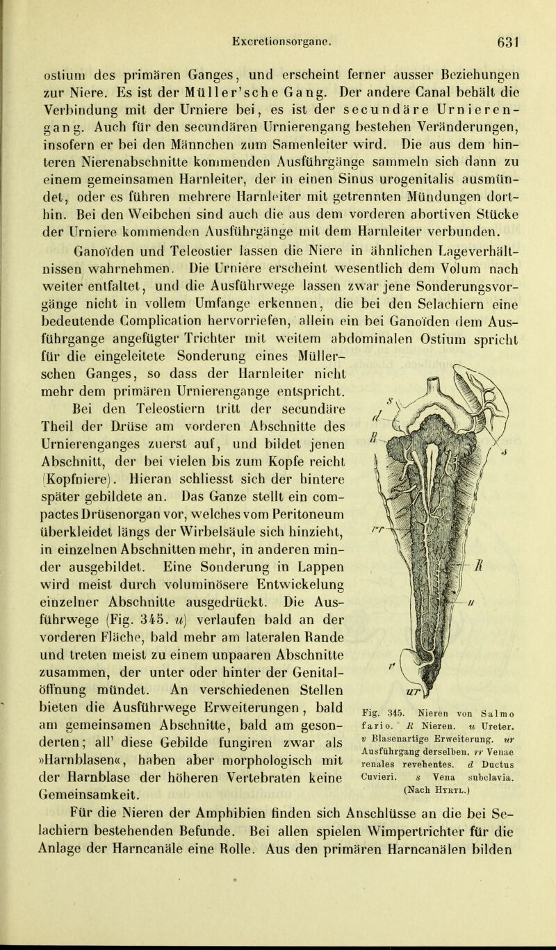 ostium des primären Ganges, und erscheint ferner ausser Beziehungen zur Niere. Es ist der Müller'sche Gang. Der andere Canal behält die Verbindung mit der Urniere bei, es ist der secundäre Urnieren- gang. Auch für den secundären Urnierengang bestehen Veränderungen, insofern er bei den Männchen zum Samenleiter wird. Die aus dem hin- teren Nierenabschnitte kommenden Ausführgänge sammeln sich dann zu einem gemeinsamen Harnleiter, der in einen Sinus urogenitalis ausmün- det, oder es führen mehrere Harnleiter mit getrennten Mündungen dort- hin. Bei den Weibchen sind auch die aus dem vorderen abortiven Stücke der Urniere kommenden Ausführgänge mit dem Harnleiter verbunden. GanoTden und Teleostier lassen die Niere in ähnlichen Lageverhält- nissen wahrnehmen. Die Urniere erscheint wesentlich dem Volum nach weiter entfaltet, und die Ausführwege lassen zwar jene Sonderungsvor- gänge nicht in vollem Umfange erkennen, die bei den Selachiern eine bedeutende Complication hervorriefen, allein ein bei Ganoi'den dem Aus- führgange angefügter Trichter mit weitem abdominalen Ostium spricht für die eingeleitete Sonderung eines Müller- schen Ganges, so dass der Harnleiter nicht mehr dem primären Urnierengange entspricht. Bei den Teleostiern tritt der secundäre Theil der Drüse am vorderen Abschnitte des Urnierenganges zuerst auf, und bildet jenen Abschnitt, der bei vielen bis zum Kopfe reicht (Kopfniere). Hieran schliesst sich der hintere später gebildete an. Das Ganze stellt ein com- pactes Drüsenorgan vor, welches vom Peritoneum überkleidet längs der Wirbelsäule sich hinzieht, in einzelnen Abschnitten mehr, in anderen min- der ausgebildet. Eine Sonderung in Lappen wird meist durch voluminösere Entwickelung einzelner Abschnitte ausgedrückt. Die Aus- führwege (Fig. 345. u) verlaufen bald an der vorderen Fläche, bald mehr am lateralen Rande und treten meist zu einem unpaaren Abschnitte zusammen, der unter oder hinter der Genital- öffnung mündet. An verschiedenen Stellen bieten die Ausführwege Erweiterungen, bald Pigl 345. Nieren von Salmo am gemeinsamen Abschnitte, bald am geson- fario. r Nieren. « Ureter, derten; all' diese Gebilde funsiren zwar als » Eigenartige Erweiterung, w (1 . , , 1 i i • i • Ausführgang derselben, rr Veuae »Harnblasen«, haben aber morphologisch mit rena.ies revehentes. d Ductus der Harnblase der höheren Vertebraten keine Cuvieri. s Vena subclavia. Gemeinsamkeit. (Nach Hyktl ) Für die Nieren der Amphibien finden sich Anschlüsse an die bei Se- lachiern bestehenden Befunde. Bei allen spielen Wimpertrichter für die Anlage der Harncanäle eine Rolle. Aus den primären Harncanälen bilden