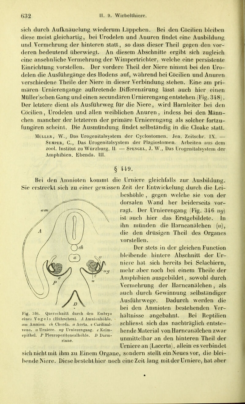 sich durch Aufknäuelung wiederum Läppchen. Bei den Cöcilien bleiben diese meist gleichartig, bei Urodelen und Anuren findet eine Ausbildung und Vermehrung der hinteren statt, so dass dieser Theil gegen den vor- deren bedeutend überwiegt. An diesem Abschnitte ergibt sich zugleich eine ansehnliche Vermehrung der Wimpertrichter, welche eine persistente Einrichtung vorstellen. Der vordere Theil der Niere nimmt bei den Uro- delen die Ausführgänge des Hodens auf, während bei Cöcilien und Anuren verschiedene Theile der Niere in dieser Verbindung stehen. Eine am pri- mären Urnierengange auftretende Differenzirung lässt auch hier einen Müller'schen Gang und einen secundären Urnierengang entstehen (Fig. 348). Der letztere dient als Ausführweg für die Niere, wird Harnleiter bei den Cöcilien, Urodelen und allen weiblichen Anuren, indess bei den Männ- chen mancher der letzteren der primäre Urnierengang als solcher fortzu- fungiren scheint. Die Ausmündung findet selbständig in die Cloake statt. Müller, W., Das Urogenitalsystem der Gycloslomen. Jen. Zeitschr. IX. — Semper, C, Das Urogenitalsystem der Plagiostomen. Arbeiten aus dem zool. Institut zu Würzburg. II — Spengel, J. W., Das Urogenitalsystem der Amphibien. Ebenda. III. § 449. Bei den Amnioten kommt die Urniere gleichfalls zur Ausbildung. Sie erstreckt sich zu einer gewissen Zeit der Entwickelung durch die Lei- beshöhlc , gegen welche sie von der dorsalen Wand her beiderseits vor- ragt. Der Urnierengang (Fig. 346 ug) ist auch hier das Erstgebildete. In ihn münden die Harncanälchen (//■), die den drüsigen Theil des Organes vorstellen. Der stets in der gleichen Function bleibende hintere Abschnitt der Ur- niere hat sich bereits bei Selachiern, mehr aber noch bei einem Theile der Amphibien ausgebildet, sowohl durch Vermehrung der Harncanälchen, als auch durch Gewinnung selbständiger Ausführwege. Dadurch werden die bei den Amnioten bestehenden Ver- hältnisse angebahnt. Bei Reptilien schliesst sich das nachträglich entste- hende Material von Harncanälchen zwar unmittelbar an den hinteren Theil der Urniere an (Lacerta), allein es verbindet sich nicht mit ihm zu Einem Organe, sondern stellt ein Neues vor, die blei- bende Niere. Diese besteht hier noch eineZeit lang mitder Urniere, hat aber Fig. 34Q. Querschnitt durch den Embryo eines Vogels (Hühnchen). A Amniontiohle. am Amnion, ch Chorda, a Aorta, v C'ardinal- vene. «Urniere. tig Urnierengang. e Keim- epithel. P Pleuroperitonealhöhle. D Darm- rinne.