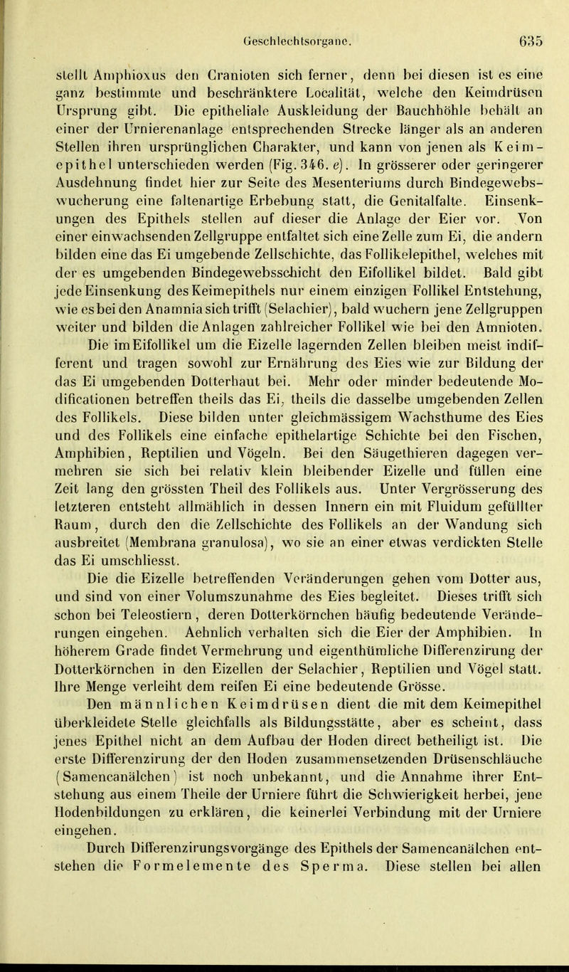 stellt Amphioxus den Granioten sich ferner, denn bei diesen ist es eine ganz bestimmte und beschranktere Localität, welche den Keimdrüsen Ursprung gibt. Die epitheliale Auskleidung der Bauchhöhle behält an einer der Urnierenanlage entsprechenden Strecke länger als an anderen Stellen ihren ursprünglichen Charakter, und kann von jenen als Keim- epithel unterschieden werden (Fig. 346. e). In grösserer oder geringerer Ausdehnung findet hier zur Seite des Mesenteriums durch Bindegewebs- wucherung eine faltenartige Erbebung statt, die Genitalfalte. Einsenk- ungen des Epithels stellen auf dieser die Anlage der Eier vor. Von einer einwachsenden Zellgruppe entfaltet sich eine Zelle zum Ei, die andern bilden eine das Ei umgebende Zellschichte, das Follikelepithel, welches mit der es umgebenden Bindegewebsschicht den Eifollikel bildet. Bald gibt jede Einsenkung des Keimepithels nur einem einzigen Follikel Entstehung, wie es bei den Anamnia sich trifft (Selachier), bald wuchern jene Zellgruppen weiter und bilden die Anlagen zahlreicher Follikel wie bei den Amnioten, Die im Eifollikel um die Eizelle lagernden Zellen bleiben meist indif- ferent und tragen sowohl zur Ernährung des Eies wie zur Bildung der das Ei umgebenden Dotterhaut bei. Mehr oder minder bedeutende Mo- difikationen betreffen theils das Ei; theils die dasselbe umgebenden Zellen des Follikels. Diese bilden unter gleichmässigem Wachsthume des Eies und des Follikels eine einfache epithelartige Schichte bei den Fischen, Amphibien, Reptilien und Vögeln. Bei den Säugethieren dagegen ver- mehren sie sich bei relativ klein bleibender Eizelle und füllen eine Zeit lang den grössten Theil des Follikels aus. Unter Vergrösserung des letzteren entsteht allmählich in dessen Innern ein mit Fluidum gefüllter Raum, durch den die Zellschichte des Follikels an der Wandung sich ausbreitet (Membrana granulosa), wo sie an einer etwas verdickten Stelle das Ei umschliesst. Die die Eizelle betreffenden Veränderungen gehen vom Dotter aus, und sind von einer Volumszunahme des Eies begleitet. Dieses trifft sich schon bei Teleostiern, deren Dotterkörnchen häufig bedeutende Verände- rungen eingehen. Aehnlich verhalten sich die Eier der Amphibien. In höherem Grade findet Vermehrung und eigenthümliche Differenzirung der Dotterkörnchen in den Eizellen der Selachier, Reptilien und Vögel statt. Ihre Menge verleiht dem reifen Ei eine bedeutende Grösse. Den männlichen Keimdrüsen dient die mit dem Keimepithel überkleidete Stelle gleichfalls als Bildungsstätte, aber es scheint, dass jenes Epithel nicht an dem Aufbau der Hoden direct betheiligt ist. Die erste Differenzirung der den Hoden zusammensetzenden Drüsenschläuche (Samencanälchen) ist noch unbekannt, und die Annahme ihrer Ent- stehung aus einem Theile der Urniere führt die Schwierigkeit herbei, jene Hodenbildungen zu erklären, die keinerlei Verbindung mit der Urniere eingehen. Durch Differenzirungsvorgänge des Epithels der Samencanälchen ent- stehen die Formelemente des Sperma. Diese stellen bei allen