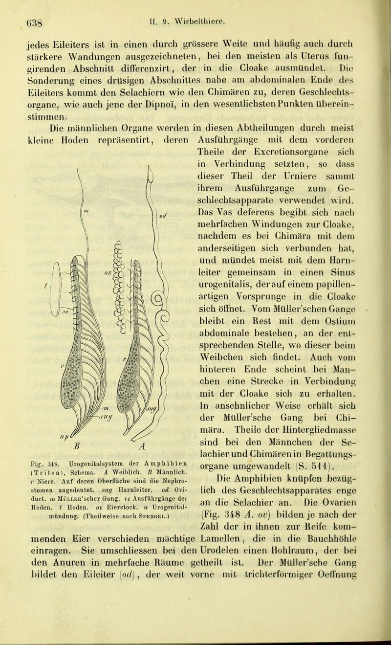 jedes Eileiters ist in einen durch grössere Weite und häufig auch durch stärkere Wandungen ausgezeichneten, bei den meisten als Uterus fun- girenden Abschnitt differenzirt, der in die Cloake ausmündet. Die Sonderung eines drüsigen Abschnittes nahe am abdominalen Ende des Eileiters kommt den Selachiern wie den Chimären zu, deren Geschlechts- organe, wie auch jene der Dipnoi, in den wesentlichsten Punkten überein- stimmen. Die männlichen Organe werden in diesen Abtheilungen durch meist kleine Hoden repräsentirt, deren Ausführgänge mit dem vorderen Theile der Excrelionsorgane sich in Verbindung setzten, so dass dieser Theil der Urniere sammt ihrem Aus führgange zum Ge- schlechtsapparate verwendet wird. Das Vas deferens begibt sich nach mehrfachen Windungen zur Cloake, nachdem es bei Chimära mit dem anderseitigen sich verbunden hat, und mündet meist mit dem Harn- leiter gemeinsam in einen Sinus urogenitalis, derauf einem papillen- artigen Vorsprunge in die Cloake sich öffnet. Vom Müllerschen Gange bleibt ein Rest mit dem Ostium abdominale bestehen, an der ent- sprechenden Stelle, wo dieser beim Weibchen sich findet. Auch vom hinteren Ende scheint bei Man- chen eine Strecke in Verbindung mit der Cloake sich zu erhalten. In ansehnlicher Weise erhält sich der Müller'sche Gang bei Chi- mära. Theile der Hintergliedmasse sind bei den Männchen der Se- lachier und Chimären in Begattungs- organe umgewandelt (S. 511). Die Amphibien knüpfen bezüg- lich des Geschlechtsapparates enge an die Selachier an. Die Ovarien (Fig. 348 A. ov) bilden je nach der Zahl der in ihnen zur Reife kom- menden Eier verschieden mächtige Lamellen, die in die Bauchhöhle einragen. Sie umschliessen bei den Urodelen einen Hohlraum, der bei den Anuren in mehrfache Räume getheilt ist. Der Müller'sche Gang bildet den Eileiter (od), der weit vorne mit trichterförmiger Oeff'nung Fig. 348. Urogenitalsystem der Amphibien (Triton), Schema. A Weiblich. B Männlich. r Niere. Auf deren Oberfläche sind die Nephro- stomen angedeutet, sug Harnleiter, od Ovi- duct. m MÜLLER'scher Gang, ve Ausführgänge der Hoden, t Hoden, ov Eierstock, u Urogenital- mündung. (Theilweise nach Spengel.)