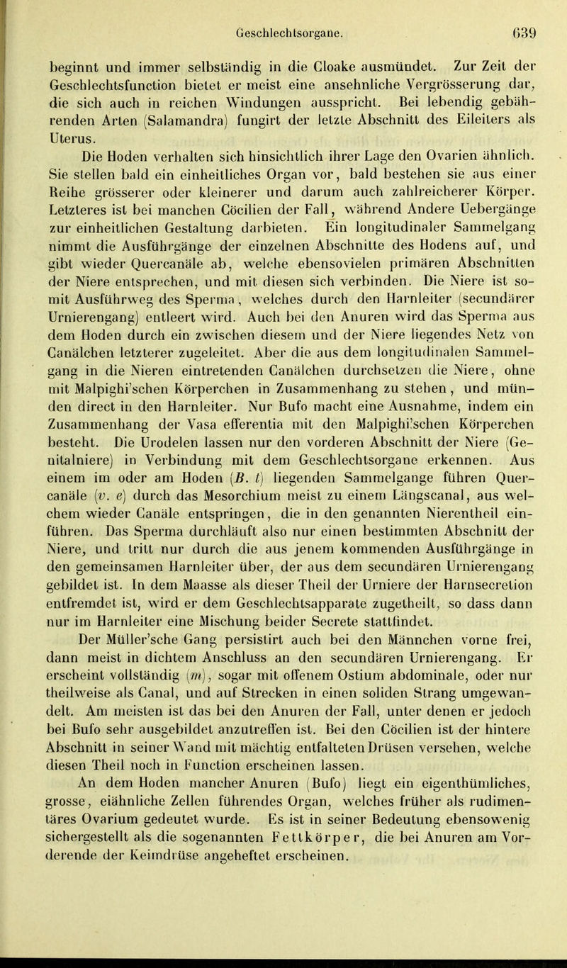 beginnt und immer selbständig in die Cloake ausmündet. Zur Zeit der Geschlechtsfunction bietet er meist eine ansehnliche Vcrgrösserung dar, die sich auch in reichen Windungen ausspricht. Bei lebendig gebüh- renden Arten (Salamandra) fungirt der letzte Abschnitt des Eileiters als Uterus. Die Hoden verhalten sich hinsichtlich ihrer Lage den Ovarien ähnlich. Sie stellen bald ein einheitliches Organ vor, bald bestehen sie aus einer Reihe grösserer oder kleinerer und darum auch zahlreicherer Körper. Letzteres ist bei manchen Cöcilien der Fall, während Andere Uebergänge zur einheitlichen Gestaltung darbieten. Ein longitudinaler Sammelgang nimmt die Ausführgänge der einzelnen Abschnitte des Hodens auf, und gibt wieder Quercanäle ab, welche ebensovielen primären Abschnitten der Niere entsprechen, und mit diesen sich verbinden. Die Niere ist so- mit Ausführweg des Sperma, welches durch den Harnleiter (secundärer Urnierengang) entleert wird. Auch bei den Anuren wird das Sperma aus dem Hoden durch ein zwischen diesem und der Niere liegendes Netz von Ganälchen letzterer zugeleitet. Aber die aus dem longitudinalen Sammel- gang in die Nieren eintretenden Canälchen durchsetzen die Niere, ohne mit Malpighi'schen Körperchen in Zusammenhang zu stehen, und mün- den direct in den Harnleiter. Nur Bufo macht eine Ausnahme, indem ein Zusammenhang der Vasa efferentia mit den Malpighüschen Körperchen besteht. Die Urodelen lassen nur den vorderen Abschnitt der Niere (Ge- nitalniere) in Verbindung mit dem Geschlechtsorgane erkennen. Aus einem im oder am Hoden [B. t) liegenden Sammelgange führen Quer- canäle [v. e) durch das Mesorchium meist zu einem Längscanal, aus wel- chem wieder Canäle entspringen, die in den genannten Nierentheil ein- führen. Das Sperma durchläuft also nur einen bestimmten Abschnitt der Niere, und tritt nur durch die aus jenem kommenden Ausführgänge in den gemeinsamen Harnleiter über, der aus dem secundären Urnierengang gebildet ist. In dem Maasse als dieser Theil der Urniere der Harnsecretion entfremdet ist, wird er dem Geschlechtsapparate zugetheilt, so dass dann nur im Harnleiter eine Mischung beider Secrete stattfindet. Der Müller'sche Gang persislirt auch bei den Männchen vorne frei, dann meist in dichtem Anschluss an den secundären Urnierengang. Er erscheint vollständig (m), sogar mit offenem Ostium abdominale, oder nur theilweise als Ganal, und auf Strecken in einen soliden Strang umgewan- delt. Am meisten ist das bei den Anuren der Fall, unter denen er jedoch bei Bufo sehr ausgebildet anzutreffen ist. Bei den Cöcilien ist der hintere Abschnitt in seiner Wand mit mächtig entfalteten Drüsen versehen, welche diesen Theil noch in Function erscheinen lassen. An dem Hoden mancher Anuren (Bufo) liegt ein eigenthümliches, grosse, eiähnliche Zellen führendes Organ, welches früher als rudimen- täres Ovarium gedeutet wurde. Es ist in seiner Bedeutung ebensowenig sichergestellt als die sogenannten Fettkörper, die bei Anuren am Vor- derende der Keimdrüse angeheftet erscheinen.