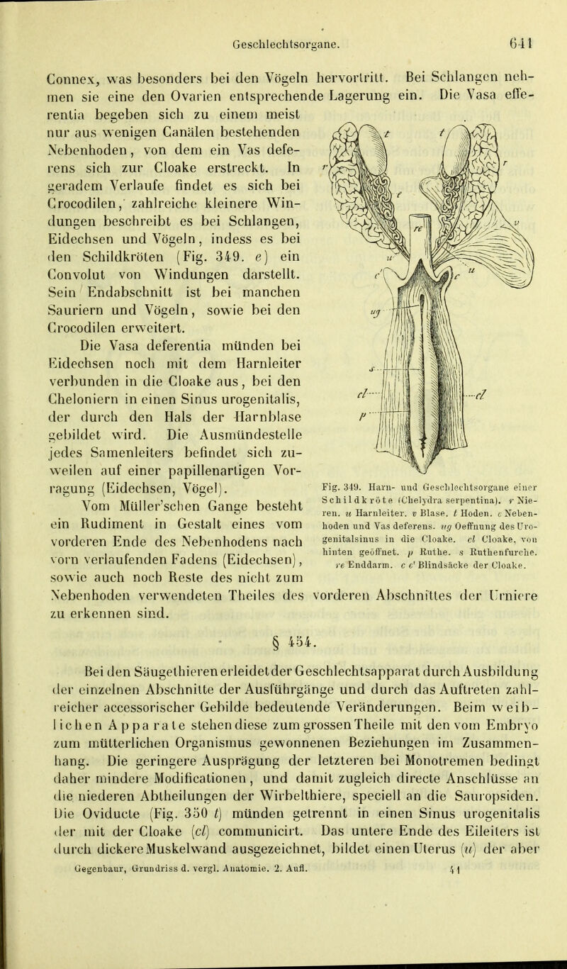 Connex, was besonders bei den Vögeln hervortritt. Bei Schlangen neh- men sie eine den Ovarien entsprechende Lagerung ein. Die Vasa effe- rentia begeben sich zu einem meist nur aus wenigen Canälen bestehenden Nebenhoden, von dem ein Vas defe- rens sich zur Cloake erstreckt. In geradem Verlaufe findet es sich bei Crocodilen, zahlreiche kleinere Win- dungen beschreibt es bei Schlangen, Eidechsen und Vögeln, indess es bei den Schildkröten (Fig. 349. e) ein Convolut von Windungen darstellt. Sein Endabschnitt ist bei manchen Sauriern und Vögeln, sowie bei den Crocodilen erweitert. Die Vasa deferentia münden bei Eidechsen noch mit dem Harnleiter verbunden in die Cloake aus, bei den Cheloniern in einen Sinus urogenitalis, der durch den Hals der Harnblase gebildet wird. Die Ausmündestelle jedes Samenleiters befindet sich zu- weilen auf einer papillenartigen Vor- ragung (Eidechsen, Vögel). Vom Müller'schen Gange besteht ein Rudiment in Gestalt eines vom vorderen Ende des Nebenhodens nach vorn verlaufenden Fadens (Eidechsen), sowie auch noch Reste des nicht zum Nebenhoden verwendeten Theiles des vorderen Abschnittes de zu erkennen sind. Fig. 349. Harn- und Geschlechtsorgane einer Schildkröte (C'helydra serpentina). r Nie- ren, u Harnleiter. »Blase, t Hoden, cNeben- hoden und Vas deferens. ug Oeffnung des Uro- genitalsinus in die Cloake. cl Cloake, von hinten geöffnet, jt Ruthe, s Ruthenfurche. re Enddarm, c e' Blindsäcke der Cloake. Urniere § 454. Bei den Säugethierenerleidetder Geschlechtsapparat durch Ausbildung der einzelnen Abschnitte der Ausführgänge und durch das Auftreten zahl- reicher accessorischer Gebilde bedeutende Veränderungen. Beim weib- lichen Appa rate stehen diese zum grossen Theile mit den vom Embryo zum mütterlichen Organismus gewonnenen Beziehungen im Zusammen- hang. Die geringere Ausprägung der letzteren bei Monotremen bedingt daher mindere Modificationen, und damit zugleich directe Anschlüsse an die niederen Abtheilungen der Wirbelthiere, speciell an die Sauropsiden. Die Oviducte (Fig. 350 t) münden getrennt in einen Sinus urogenitalis der mit der Cloake (cl) communicirt. Das untere Ende des Eileiters ist durch dickere Muskelwand ausgezeichnet, bildet einen Uterus (u) der aber Gegenbaur, Grundriss d. vergl. Anatomie. 2. Aufl. 41