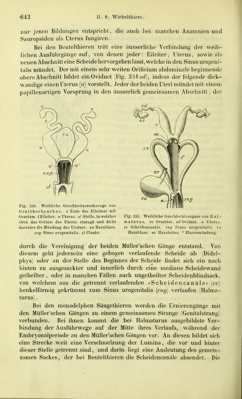 nur jenen Bildungen entspricht, die auch bei manchen Anamnien und Sauropsiden als Uterus fungiren. Bei den Beutelthieren tritt eine ausserliche Verbindung der weib- lichen Ausführgänge auf. von denen jeder: Eileiter. Uterus, sowie als neuen Abschnitt eine Scheide hervorgehen lässt, welche in den Sinus progeni- talis mündet. Der mit einem sehr weiten Orificium abdominale beginnende obere Abschnitt bildet einOviduct (Fig. 351 od), indess der folgende dick- wandige einen Uterus (u) vorstellt. Jeder der beiden Uteri mündet mit einem papillenartigen Vorsprung in den ausserlich gemeinsamen Abschnitt ; der Fig. 350. Weibliche Geschlechtswerkzeuge von Ornithorhynchus. o Ende des Eileiters mit Ovarium. ^Eileiter. «Uterus, uC Stelle, in welcher oben das Ostium des Uterus einragt und dicht darunter die Mündung des Ureters, du Harnblase. sng Sinus urogenitalis. cl Cloake. Fig. 351. Weibliche Geschlechtsorgane von H a 1 - maturus, ov Ovarium. od Oviduct. ti Uterus. cv Scheidencanäle. cttg Sinus urogenitalis. vu Harnblase, <ar Harnleiter. * Blasenmündung. durch die Vereinigung der beiden Müller'schen Gange entstand. Von diesem geht jederseits eine gebogen verlaufende Scheide ab (Didel- phys) oder an der Stelle des Beginnes der Scheide findet sich ein nach hinten zu ausgesackter und innerlich durch eine mediane Scheidewand getheilter, oder in manchen Fällen auch ungetheiller Scheidenblindsack, von welchem aus die getrennt verlaufenden »Scheidencanäle« (cv) henkeiförmig gekrümmt zum Sinus urogenitalis (cug) verlaufen (Halma- turus). Bei den monodelphen Säugethieren werden die Urnierengänge mit den Müller'schen Gängen zu einem gemeinsamen Strange (Genitalstrang) verbunden. Bei ihnen kommt die bei Halmaturus ausgebildete Ver- bindung der Ausführwege auf der Mitte ihres Verlaufs, während der Embryonalperiode an den Müller'schen Gängen vor. An diesen bildet sich eine Strecke weit eine Verschmelzung der Lumina, die vor und hinter dieser Stelle getrennt sind, und darin liegt eine Andeutung des gemein- samen Sackes, der bei Beutelthieren die Scheidencanäle absendet. Die