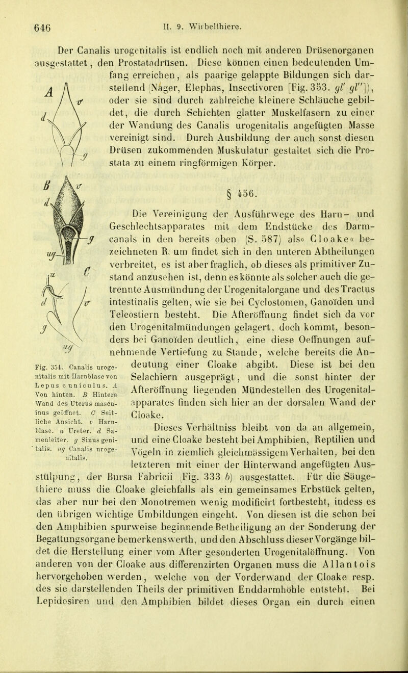 Der Canalis urogenitalis ist endlich noch mit anderen Drüsenorganen ausgestattet, den Prostatadrüsen. Diese können einen bedeutenden Um- fang erreichen , als paarige gelappte Bildungen sich dar- stellend (Nager, Elephas, Insectivoren [Fig. 353. gl' gl]), oder sie sind durch zahlreiche kleinere Schläuche gebil- det, die durch Schichten glatter Muskelfasern zu einer der Wandung des Canalis urogenitalis angefügten Masse vereinigt sind. Durch Ausbildung der auch sonst diesen Drüsen zukommenden Muskulatur gestaltet sich die Pro- stata zu einem ringförmigen Körper. § 456. Die Vereinigung der Ausführwege des Harn- und Geschlechtsapparates mit dem Endstücke des Darm- canals in den bereits oben (S. 587) als« Cloake« be- zeichneten R; um findet sich in den unteren Abiheilungen verbreitet, es ist aber fraglich, ob dieses als primitiver Zu- stand anzusehen ist, denn es könnte als solcher auch die ge- trennte Ausmündung der Urogenitalorgane und desTraclus lv intestinalis gelten, wie sie bei Cyclostomen, GanoTden und Teleostiern besteht. Die Afteröffnung findet sich da vor den Urogenitalmündungen gelagert, doch kommt, beson- ders bei Ganoi'den deutlich, eine diese Oeffnungen auf- nehmende Vertiefung zu Stande, welche bereits die An- deutung einer Cloake abgibt. Diese ist bei den Selachiern ausgeprägt, und die sonst hinter der Afteröffnung liegenden Mündestellen des Urogenital- apparates finden sich hier an der dorsalen Wand der Cloake. Dieses Verhältniss bleibt von da an allgemein, und eine Cloake besteht bei Amphibien, Reptilien und Vögeln in ziemlich gleiclimässigem Verhalten, bei den letzteren mit einer der Hinterwand angefügten Aus- stülpung, der Bursa Fabricii Fig. 333 b) ausgestattet. Für die Säuge- thiere muss die Cloake gleichfalls als ein gemeinsames Erbstück gelten, das aber nur bei den Monotremen wenig modificirt fortbesteht, indess es den übrigen wichtige Umbildungen eingeht. Von diesen ist die schon bei den Amphibien spurweise beginnende Betheiligung an der Sonderung der Begattungsorgane bemerkenswert!!, und den Abschluss dieser Vorgänge bil- det die Herstellung einer vom After gesonderten Urogenitalöffnung. Von anderen von der Cloake aus differenzirten Organen muss die Allantois hervorgehoben werden, welche von der Vorderwand der Cloake resp. des sie darstellenden Theils der primitiven Enddarmhöhle entsteht. Bei Lepidosiren und den Amphibien bildet dieses Organ ein durch einen Fig. 354. Canalis uroge- nitalis mit Harnblase von Lepus c unicnlus. A Von hinten. B Hintere Wand des Uterus mascu- inus geöffnet. C Seit- liche Ansicht, v Harn- blase, u Ureter, d Sa- menleiter, g Sinus geni- talis, ug Canalis uroge- nitalis.