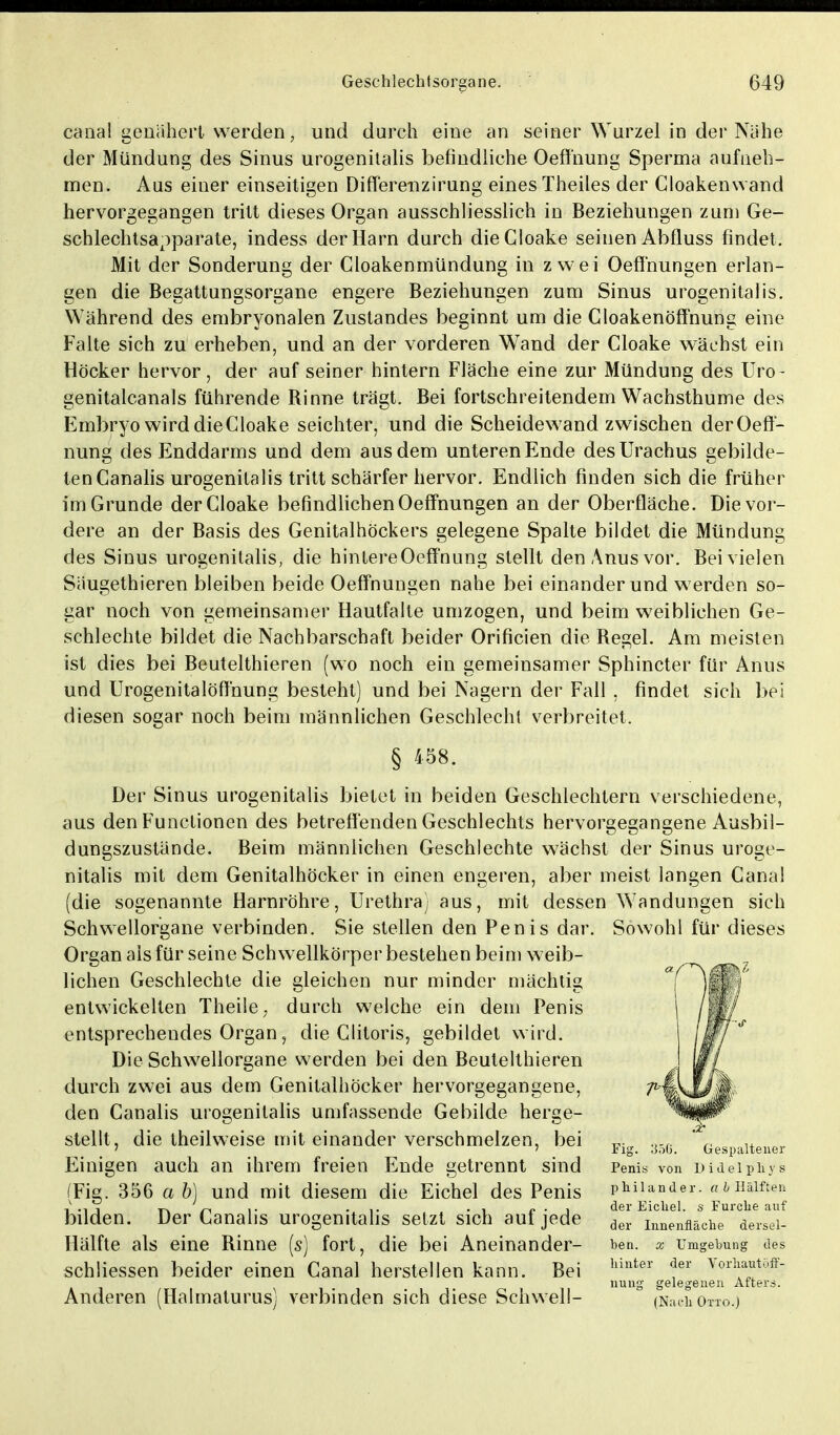 canal genähert werden, und durch eine an seiner Wurzel in der Nähe der Mündung des Sinus urogenitalis befindliehe Oefihung Sperma aufneh- men. Aus einer einseitigen Differenz irung eines Theiles der Cloakenwand hervorgegangen tritt dieses Organ ausschliesslich in Beziehungen zum Ge- schlechtsa^parate, indess der Harn durch dieGloake seinen Abfluss findet. Mit der Sonderung der Cloakenmündung in zwei Oeffhungen erlan- gen die Begattungsorgane engere Beziehungen zum Sinus urogenitalis. Während des embryonalen Zustandes beginnt um die Cloakenöffnung eine Falte sich zu erheben, und an der vorderen Wand der Cloake wächst ein Höcker hervor, der auf seiner hintern Fläche eine zur Mündung des Uro- genitalcanals führende Rinne trägt. Bei fortschreitendem Wachsthume des Embryo wird die Cloake seichter, und die Scheidewand zwischen derOeff- nung des Enddarms und dem aus dem unteren Ende desürachus gebilde- ten Canalis urogenitalis tritt schärfer hervor. Endlich finden sich die früher im Grunde der Cloake befindlichen Oeffnungen an der Oberfläche. Die vor- dere an der Basis des Genitalhöckers gelegene Spalte bildet die Mündung des Sinus urogenitalis, die hintereOeffnung stellt den Anus vor. Bei vielen Säugethieren bleiben beide Oeffnungen nahe bei einander und werden so- gar noch von gemeinsamer Hautfalte umzogen, und beim weiblichen Ge- schlechte bildet die Nachbarschaft beider Orificien die Regel. Am meisten ist dies bei Beutelthieren (wo noch ein gemeinsamer Sphincter für Anns und Urogenitalöffnung besteht) und bei Nagern der Fall , findet sich bei diesen sogar noch beim männlichen Geschlecht verbreitet. § 458. Der Sinus urogenitalis bietet in beiden Geschlechtern verschiedene, aus den Functionen des betreffenden Geschlechts hervorgegangene Ausbil- dungszustände. Beim männlichen Geschlechte wächst der Sinus uroge- nitalis mit dem Genitalhöcker in einen engeren, aber meist langen Canal (die sogenannte Harnröhre, Urethra; aus, mit dessen Wandungen sich Schwellorgane verbinden. Sie stellen den Penis dar. Sowohl für dieses Organ als für seine Schwellkörper bestehen beim weib- lichen Geschlechte die gleichen nur minder mächtig entwickelten Theile; durch welche ein dem Penis entsprechendes Organ, die Clitoris, gebildet wird. Die Schwellorgane werden bei den Beutelthieren durch zwei aus dem Genitalhöcker hervorgegangene, den Canalis urogenitalis umfassende Gebilde herge- stellt, die theilweise mit einander verschmelzen, bei ' ' Fig. Job. Gespaltener Einigen auch an ihrem freien Ende getrennt sind Penis von Dideiphys (Fig. 356 a b) und mit diesem die Eichel des Penis bilden. Der Canalis urogenitalis setzt sich auf jede Hälfte als eine Rinne (s) fort, die bei Aneinander- ben. x Umgebung de« schliessen beider einen Canal herstellen kann. Bei hinter fer Vo«öff- . „ nung gelegenen Afters. Anderen (Halmaturus; verbinden sich diese Schwell- (Naetiorxo.j philander, a b Hälften der Eichel, s Furche auf der Innenfläche dersel-