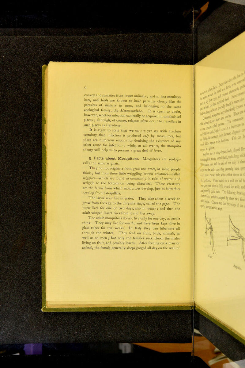 convey the parasites from lower animals ; and in fact monkeys, bats, and birds are laiown to have parasites closely like the parasites of malaria in men, and belonging to the same zoological family, the Hamamcebida. It is open to doubt, however, whether infection can really be acquired in uninhabited places ; although, of course, relapses often occur to travellers in such places as elsewhere. It is right to state that we cannot yet say with absolute certainty that infection is produced only by mosquitoes, but there are numerous reasons for doubting the existence of any other route for infection ; while, at all events, the mosquito theory will help us to prevent a great deal of fever. 5. Facts about Mosquitoes.—Mosquitoes are zoologi- cally the same as gnats. They do not originate from grass and trees, as some people think; but from those little wriggling brown creatures—called wigglers—which are found so commonly in tubs of water, and wriggle to the bottom on being disturbed. These creatures are the larva from which mosquitoes develop, just as butterflies develop from caterpillars. The larvae must live in water. They take about a week to grow from the egg to the chrysalis stage, called the pupa. The pupa lives for one or two days, also in water; and then the adult winged insect rises from it and flies away. The adult mosquitoes do not live only for one day, as people think. They may live for months, and have been kept alive in glass tubes for ten weeks. In Italy they can hibernate all through the winter. They feed on fruit, birds, animals, as well as on men ; but only the females suck blood, the males living on fruit, and possibly leaves. After feeding on a man or animal, the female generally sleeps gorged all day on the wall of