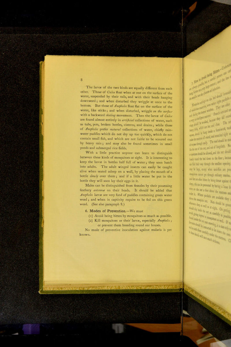 The larvas of the two kinds are equally different from each other. Those of Culex float when at rest on the surface of the water, suspended by their tails, and with their heads hanging downward ; and when disturbed they wriggle at once to the bottom. But those of Anopheles float flat on the surface of the water, like sticks; and when disturbed, wriggle on the surface with a backward skating movement. Then the larvae of Culex are found almost entirely in artificial collections of water, such as tubs, pots, broken bottles, cisterns, and drains; while those of Anopheles prefer natural collections of water, chiefly rain- water puddles which do not dry up too quickly, which do not contain small fish, and which are not liable to be scoured out by heavy rain ; and may also be found sometimes in small ponds and submerged rice fields. With a little practice anyone can learn to distinguish between these kinds of mosquitoes at sight. It is interesting to keep the larvs in bottles half full of water; they soon hatch into adults. The adult winged insects can easily be caught alive when seated asleep on a wall, by placing the mouth of a bottle slowly over them ; and if a little water be put in the bottle they will soon lay their eggs in it. Males can be distinguished from females by their possessing feathery antenna on their heads. It should be added that Anopheles larvas are very fond of puddles containing green water weed; and when in captivity require to be fed on this green weed. (See also paragraph 8.) 6. Modes of Prevention.—We must (1) Avoid being bitten by mosquitoes as much as possible. (2) Kill mosquitoes or their larvas, especially Anopheles; or prevent them breeding round our houses. No mode of preventive inoculation against malaria is yet known. 11 mil a ivy. 'J ,1 ■ nd stretched ti'^ The roof should )toflongcloth ji„opasstlirouglieasil)' Iitetbe«oftknet,adno.otlonpu, apertures should be allowed, and the net loosely round the bed down to the floor; y through the smallest op can find their way tnroujn ine snoiicsi uf may be large, except when sand-flies ar losouitoes cannnf thmimli nr^'nnr,, mosquitoes cannot get through ordinar)' and feetareoften bitten by being thrust aams ^«Pitfecan be prevented by havinoaloose ^«'^-^^^-tr«s >CL!^'*^^^^'*le ™ mosquito net K.^ i , under th ^^ to