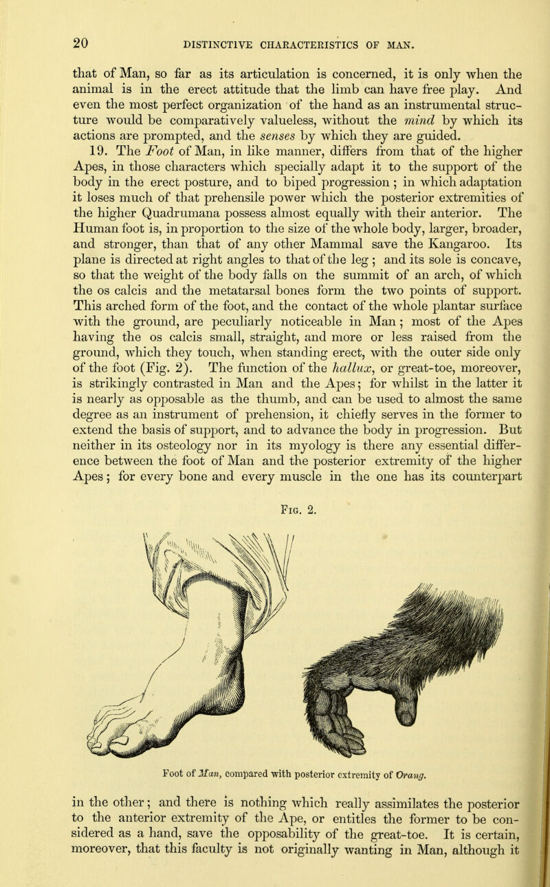 that of Man, so far as its articulation is concerned, it is only when the animal is in the erect attitude that the limb can have free play. And even the most perfect organization of the hand as an instrumental struc- ture would be comparatively valueless, without the mind by which its actions are prompted, and the senses by which they are guided. 19. The F'oot of Man, in like manner, differs from that of the higher Apes, in those characters which specially adapt it to the support of the body in the erect posture, and to biped progression ; in which adaptation it loses much of that prehensile power which the posterior extremities of the higher Quadrumana possess almost equally with their anterior. The Human foot is, in proportion to the size of the whole body, larger, broader, and stronger, than that of any other Mammal save the Kangaroo. Its plane is directed at right angles to that of the leg ; and its sole is concave, so that the weight of the body falls on the summit of an arch, of which the OS calcis and the metatarsal bones form the two points of support. This arched form of the foot, and the contact of the whole plantar surface with the ground, are peculiarly noticeable in Man; most of the Apes having the os calcis small, straight, and more or less raised from the ground, which they touch, when standing erect, with the outer side only of the foot (Fig. 2). The function of the hallux, or great-toe, moreover, is strikingly contrasted in Man and the Apes; for whilst in the latter it is nearly as opposable as the thumb, and can be used to almost the same degree as an instrument of prehension, it chiefly serves in the former to extend the basis of support, and to advance the body in progression. But neither in its osteology nor in its myology is there any essential differ- ence between the foot of Man and the posterior extremity of the higher Apes; for every bone and every muscle in the one has its counterpart Fig. 2. Foot of Man, compared with posterior extremity of Orang. in the other; and there is nothing which really assimilates the posterior to the anterior extremity of the Ape, or entitles the former to be con- sidered as a hand, save the opposability of the great-toe. It is certain, moreover, that this faculty is not originally wanting in Man, although it