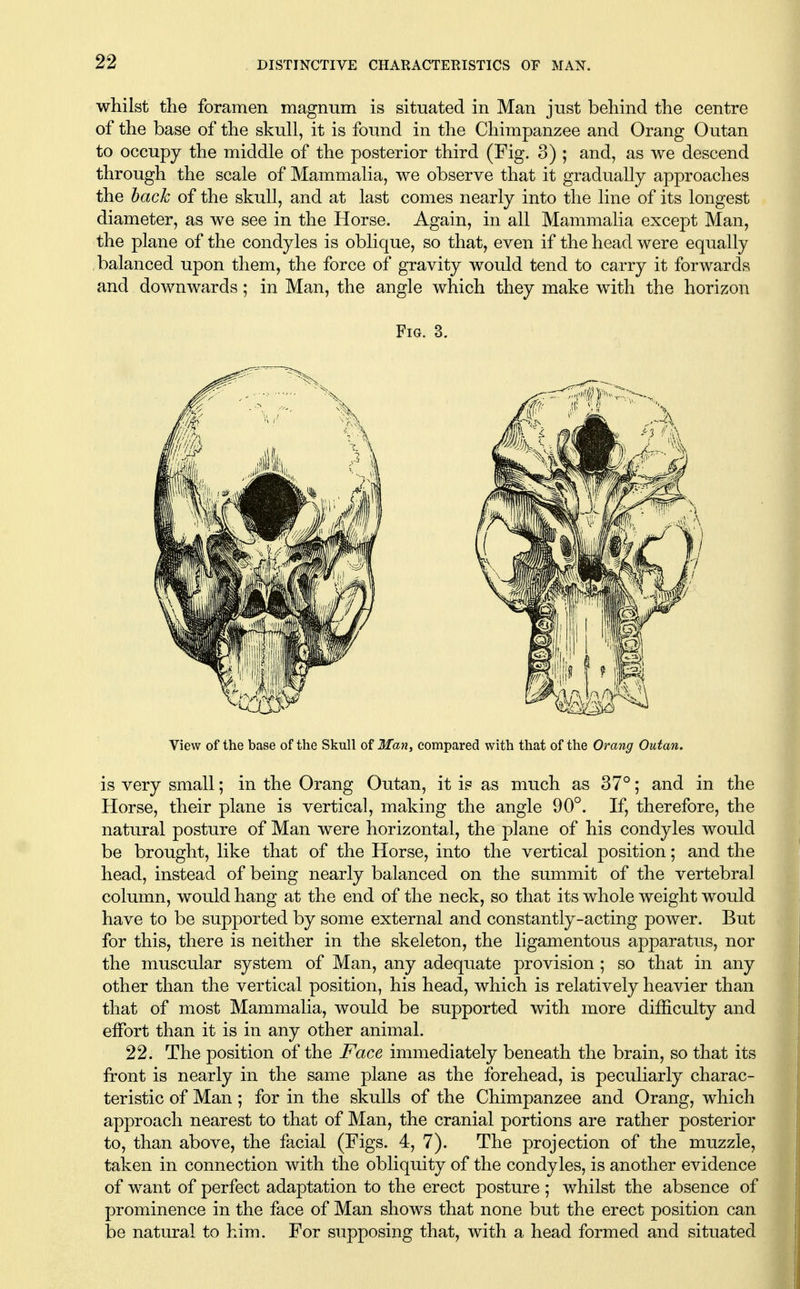 whilst the foramen magnum is situated in Man just behind the centre of the base of the skull, it is found in the Chimpanzee and Orang Outan to occupy the middle of the posterior third (Fig. 3) ; and, as we descend through the scale of Mammalia, we observe that it gradually approaches the hack of the skull, and at last comes nearly into the line of its longest diameter, as we see in the Horse. Again, in all Mammalia except Man, the plane of the condyles is oblique, so that, even if the head were equally balanced upon them, the force of gravity would tend to carry it forwards and downwards; in Man, the angle which they make with the horizon Fig. 3. View of the base of the Skull of Man, compared with that of the Orang Outan. is very small; in the Orang Outan, it is as much as 37°; and in the Horse, their plane is vertical, making the angle 90°. If, therefore, the natural posture of Man were horizontal, the plane of his condyles would be brought, like that of the Horse, into the vertical position; and the head, instead of being nearly balanced on the summit of the vertebral column, would hang at the end of the neck, so that its whole weight would have to be supported by some external and constantly-acting power. But for this, there is neither in the skeleton, the ligamentous apparatus, nor the muscular system of Man, any adequate provision ; so that in any other than the vertical position, his head, which is relatively heavier than that of most Mammalia, would be supported with more difficulty and effort than it is in any other animal. 22. The position of the Face immediately beneath the brain, so that its front is nearly in the same plane as the forehead, is peculiarly charac- teristic of Man ; for in the skulls of the Chimpanzee and Orang, which approach nearest to that of Man, the cranial portions are rather posterior to, than above, the facial (Figs. 4, 7). The projection of the muzzle, taken in connection with the obliquity of the condyles, is another evidence of want of perfect adaptation to the erect posture ; whilst the absence of prominence in the face of Man shows that none but the erect position can be natural to him. For supposing that, with a head formed and situated