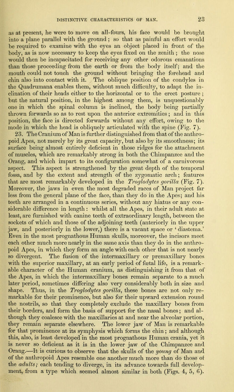 as at present, he were to move on all-fours, his face would be brought into a plane parallel with the ground ; so that as painful an elFort would be required to examine with the eyes an object placed in front of the body, as is now necessary to keep the eyes fixed on the zenith ; the nose would then be incapacitated for receiving any other odorous emanations than those proceeding from the earth or from the body itself; and the mouth could not touch the ground without bringing the forehead and chin also into contact with it. The oblique j)osition of the condyles in the Quadrumana enables them, without much difficulty, to adapt the in- clination of their heads either to the horizontal or to the erect posture ; but the natural position, in the highest among them, is unquestionably one in which the spinal column is inclined, the body being partially thrown forwards so as to rest upon the anterior extremities; and in this position, the face is directed forwards without any effort, owing to the mode in which the head is obliquely articulated with the spine (Fig. 7). 23. The Cranium of Man is further distinguished from that of the anthro- poid Apes, not merely by its great capacity, but also by its smoothness; its surface being almost entirely deficient in those ridges for the attachment of muscles, which are remarkably strong in both the Chimpanzee and the Orang, and which impart to its configuration somewhat of a carnivorous aspect. This aspect is strengthened by the great depth of the temporal fossa, and by the extent and strength of the zygomatic arch; features that are most remarkably developed in the Troglodytes gorilla (Fig. 7). Moreover, the jaws in even the most degraded races of Man project far less from the general plane of the face, than they do in the Apes; and his teeth are arranged in a continuous series, without any hiatus or any con- siderable difference in length : whilst all the Apes, in their adult state at least, are furnished with canine teeth of extraordinary length, between the sockets of which and those of the adjoining teeth (anteriorly in the upper jaw, and posteriorly in the lower,) there is a vacant space or ^ diastema.' Even in the most prognathous Human skulls, moreover, the incisors meet each other much more nearly in the same axis than they do in the anthro- poid Apes, in which they form an angle with each other that is not nearly so divergent. The fusion of the intermaxillary or premaxillary bones with the superior maxillary, at an early period of foetal life, is a remark- able character of the Human cranium, as distinguishing it from that of the Apes, in which the intermaxillary bones remain separate to a much later period, sometimes differing also very considerably both in size and shape. Thus, in the Troglodytes gorilla^ these bones are not only re- markable for their prominence, but also for their upward extension round the nostrils, so that they completely exclude the maxillary bones from their borders, and form the basis of support for the nasal bones; and al- though they coalesce with the maxillaries at and near the alveolar portion, they remain separate elsewhere. The lower jaw of Man is remarkable for that prominence at its symphysis which forms the chin; and although this, also, is least developed in the most prognathous Human crania, yet it is never so deficient as it is in the lower jaw of the Chimpanzee and Orang.—It is curious to observe that the skulls of the young of Man and of the anthropoid Apes resemble one another much more than do those of the adults; each tending to diverge, in its advance towards full develop- ment, from a type which seemed almost similar in both (Figs. 4, 5, 6),