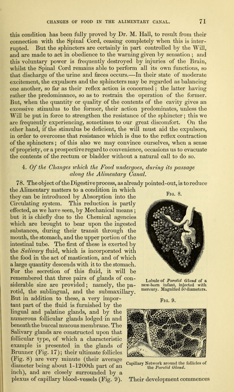 this condition has been fully proved by Dr. M. Hall, to result from their connection with the Spinal Cord, ceasing completely when this is inter- rupted. But the sphincters are certainly in part controlled by the Will, and are made to act in obedience to the warning given by sensation ; and this voluntary power is frequently destroyed by injuries of the Brain, whilst the Spinal Cord remains able to perform all its own functions, so that discharge of the urine and fgeces occurs.—In their state of moderate excitement, the expulsors and the sphincters may be regarded as balancing one another, so far as their reflex action is concerned; the latter having rather the predominance, so as to restrain the operation of the former. But, when the quantity or quality of the contents of the cavity gives an excessive stimulus to the former, their action predominates, unless the Will be put in force to strengthen the resistance of the sphincter; this we are frequently experiencing, sometimes to our great discomfort. On the other hand, if the stimulus be deficient, the will must aid the expulsors, in order to overcome that resistance which is due to the reflex contraction of the sphincters; of this also we may convince ourselves, when a sense of propriety, or a prospective regard to convenience, occasions us to evacuate the contents of the rectum or bladder without a natural call to do so. 4. Of the Changes which the Food undergoes, during its passage along the Alimentary Canal. 78. The obj ect of the Digestive process, as already pointed-out, is to reduce the Alimentary matters to a condition in which they can be introduced by Absorption into the Circulating system. This reduction is partly effected, as we have seen, by Mechanical means ; but it is chiefly due to the Chemical agencies which are brought to bear upon the ingested substances, during their transit through the mouth, the stomach, and the upper portion of the intestinal tube. The first of these is exerted by the Salivary fluid, which is incorporated with the food in the act of mastication, and of which a large quantity descends with it to the stomach. For the secretion of this fluid, it will be remembered that three pairs of glands of con- siderable size are provided; namely, the pa- rotid, the sublingual, and the submaxillary. But in addition to these, a very impor- tant part of the fluid is furnished by the lingual and palatine glands, and by the numerous follicular glands lodged in and beneath the buccal mucous membrane. The Salivary glands are constructed upon that follicular type, of which a characteristic example is presented in the glands of Brunner (Fig. 17); their ultimate follicles (Fig. 8) are very minute (their average diameter being about 1-1200th part of an inch), and are closely surrounded by a plexus of capillary blood-vessels (Fig. 9). Lobule of Parotid Gland of a new-born infant, injected with mercury. Magnified 50 diameters. Fig. 9. Capillary Network around the follicles of the Parotid Gland. Their development commences