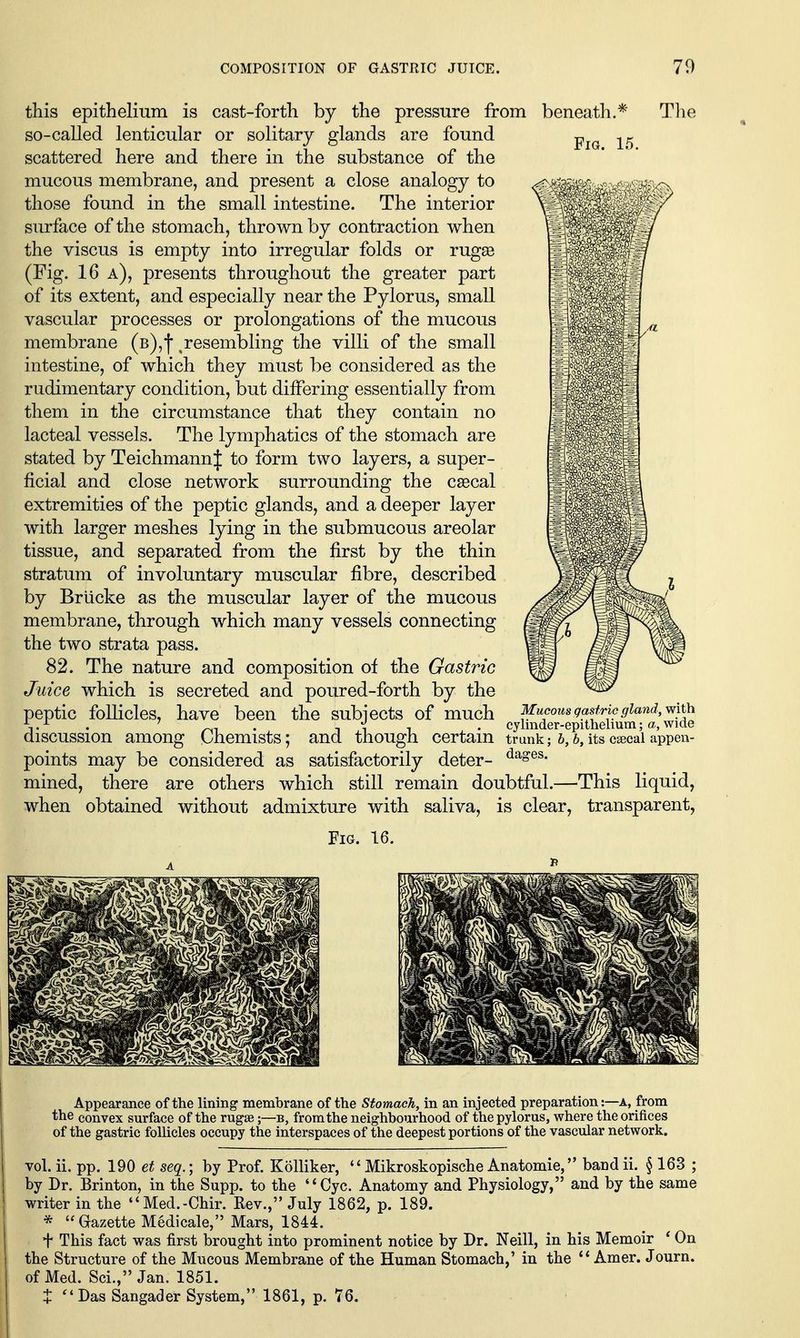 Fig. 15. this epithelium is cast-forth by the pressure from beneath.*' Tlie so-called lenticular or solitary glands are found scattered here and there in the substance of the mucous membrane, and present a close analogy to those found in the small intestine. The interior surface of the stomach, thrown by contraction when the viscus is empty into irregular folds or rugge (Fig. 16 a), presents throughout the greater part of its extent, and especially near the Pylorus, small vascular processes or prolongations of the mucous membrane (b),! resembling the villi of the small intestine, of which they must be considered as the rudimentary condition, but differing essentially from them in the circumstance that they contain no lacteal vessels. The lymphatics of the stomach are stated by Teichmann| to form two layers, a super- ficial and close network surrounding the csecal extremities of the peptic glands, and a deeper layer with larger meshes lying in the submucous areolar tissue, and separated from the first by the thin stratum of involuntary muscular fibre, described by Briicke as the muscular layer of the mucous membrane, through which many vessels connecting the two strata pass. 82. The nature and composition of the Gastric Juice which is secreted and poured-forth by the peptic follicles, have been the subjects of much discussion among Chemists; and though certain trunk; 6,6, its cseai appen- points may be considered as satisfactorily deter- mined, there are others which still remain doubtful.—This liquid, when obtained without admixture with saliva, is clear, transparent, Fig. 16. Mucous gastric gland, with cylinder-epithelium; a, wide Appearance of the lining- membrane of the Stomach, in an injected preparation:—a, from the convex surface of the rugaeb, from the neighbourhood of the pylorus, where the orifices of the gastric follicles occupy the interspaces of the deepest portions of the vascular network. vol. ii. pp. 190 et seq.; by Prof. Kolliker, Mikroskopische Anatomie, bandii. § 163 ; by Dr. Brinton, in the Supp. to the Cyc. Anatomy and Physiology, and by the same writer in the Med.-Chir. Rev., July 1862, p. 189. * Gazette Medicale, Mars, 1844. + This fact was first brought into prominent notice by Dr. Neill, in his Memoir ' On the Structure of the Mucous Membrane of the Human Stomach,' in the '* Amer. Journ. of Med. Sci., Jan. 1851. X *'Das Sangader System, 1861, p. 76.