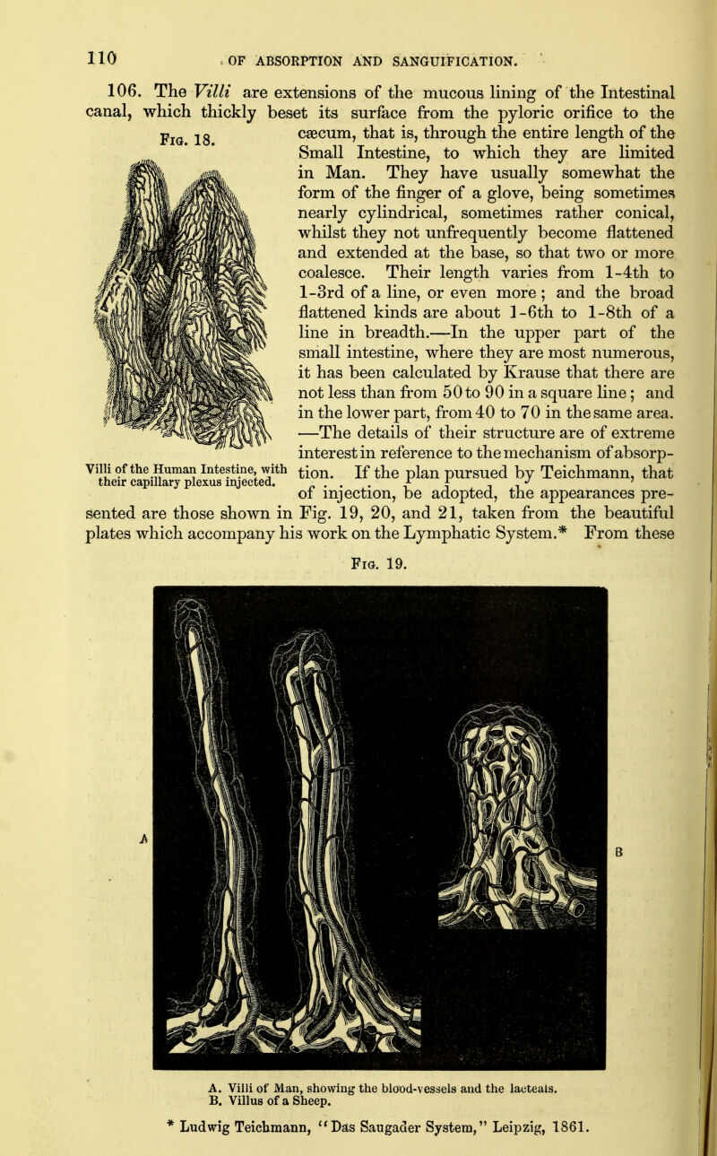 106. The Villi are extensions of the mucous lining of the Intestinal canal, which thickly beset its surface from the pyloric orifice to the Fig. 18. caecum, that is, through the entire length of the Small Intestine, to which they are limited in Man. They have usually somewhat the form of the finger of a glove, being sometimes nearly cylindrical, sometimes rather conical, whilst they not unfrequently become flattened and extended at the base, so that two or more coalesce. Their length varies from l-4th to l-3rd of a line, or even more ; and the broad flattened kinds are about l-6th to l-8th of a line in breadth.—In the upper part of the small intestine, where they are most numerous, it has been calculated by Krause that there are not less than from 50 to 90 in a square line; and in the lower part, from 40 to 70 in the same area. —The details of their structure are of extreme interest in reference to the mechanism of absorp- Viiii of the Human Intestine with tion. If the plan pursued by Teichmann, that their capillary plexus injected. /. • • . i t t i oi injection, be adopted, the appearances pre- sented are those shown in Fig. 19, 20, and 21, taken from the beautiful plates which accompany his work on the Lymphatic System.* From these Fm. 19. it Mm A. Villi of Man, showing the blood-vessels and the lacteals. B. Villus of a Sheep. * Ludwig Teichmann, ''Das Saugader System, Leipzig, 1861.