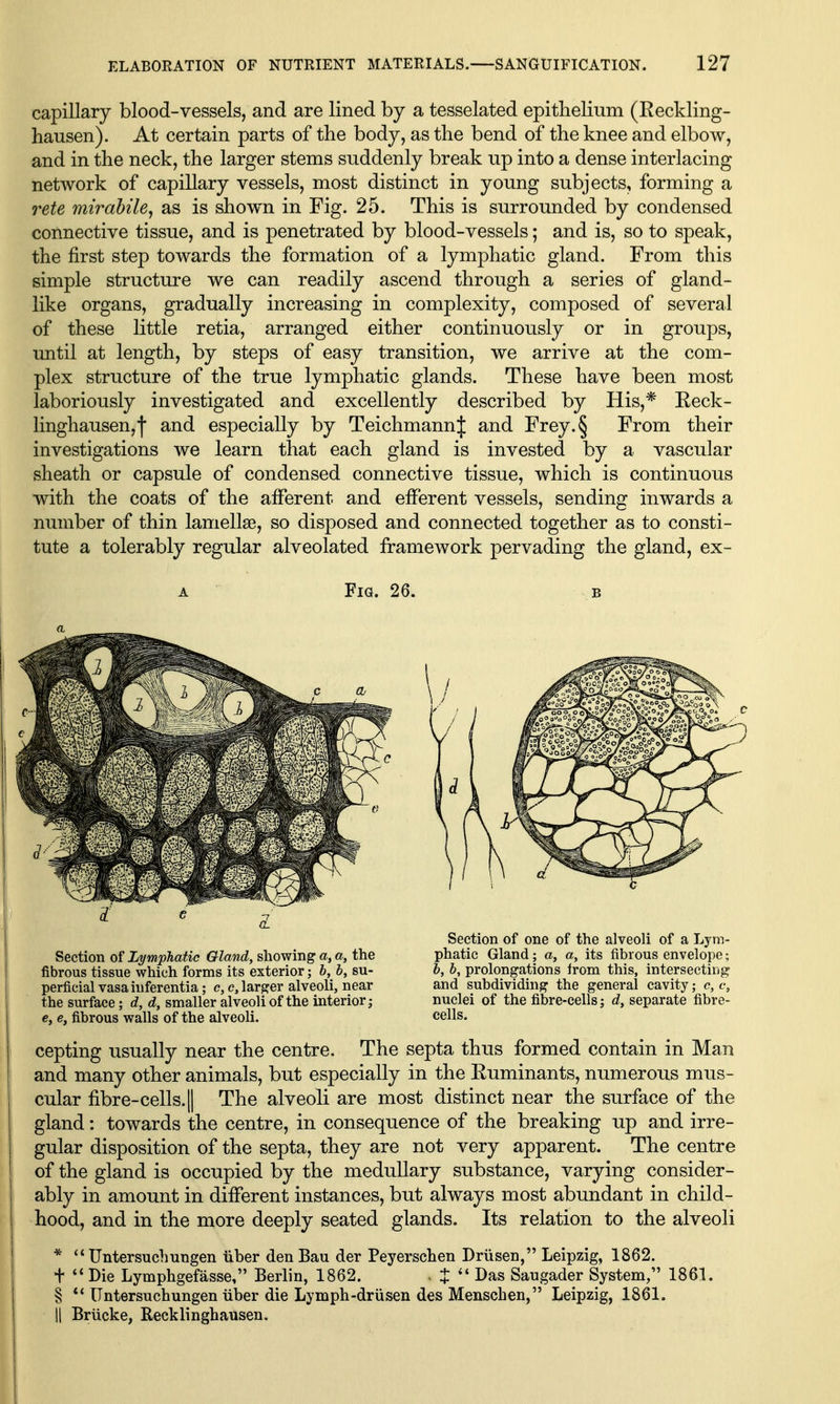 capillary blood-vessels, and are lined by a tesselated epithelium (Reckling- hausen). At certain parts of the body, as the bend of the knee and elbow, and in the neck, the larger stems suddenly break up into a dense interlacing network of capillary vessels, most distinct in young subjects, forming a rete inirahile^ as is shown in Fig. 25. This is surrounded by condensed connective tissue, and is penetrated by blood-vessels; and is, so to speak, the first step towards the formation of a lymphatic gland. From this simple structure we can readily ascend through a series of gland- like organs, gradually increasing in complexity, composed of several of these little retia, arranged either continuously or in groups, until at length, by steps of easy transition, we arrive at the com- plex structure of the true lymphatic glands. These have been most laboriously investigated and excellently described by His,* Eeck- linghausen,!* and especially by TeichmannJ and Frey.§ From their investigations we learn that each gland is invested by a vascular sheath or capsule of condensed connective tissue, which is continuous with the coats of the afferent and efferent vessels, sending inwards a number of thin lamellae, so disposed and connected together as to consti- tute a tolerably regular alveolated framework pervading the gland, ex- A Fig. 26. b Section Lymphatic Gland, showing a, ft, the fibrous tissue which forms its exterior; b, h, su- perficial vasaiuferentia; c, c, larger alveoli, near the surface; d, d, smaller alveoli of the interior; c, e, fibrous walls of the alveoli. Section of one of the alveoli of a Lym- phatic Gland; a, a, its fibrous envelope; h, b, prolongations Irom this, intersecting and subdividing the general cavity; c, c, nuclei of the fibre-cells; d, separate fibre- cells. cepting usually near the centre. The septa thus formed contain in Man and many other animals, but especially in the Euminants, numerous mus- cular fibre-cells. II The alveoli are most distinct near the surface of the gland: towards the centre, in consequence of the breaking up and irre- gular disposition of the septa, they are not very apparent. The centre of the gland is occupied by the medullary substance, varying consider- ably in amount in different instances, but always most abundant in child- hood, and in the more deeply seated glands. Its relation to the alveoli *  Untersuclmngen iiher denBau der Peyerschen Driisen, Leipzig, 1862. t '* Die Lymphgefasse, Berlin, 1862. . J Das Saugader System, 1861. § Untersuchungen tiber die Lymph-driisen des Menschen, Leipzig, 1861. II Briicke, Recklinghausen.