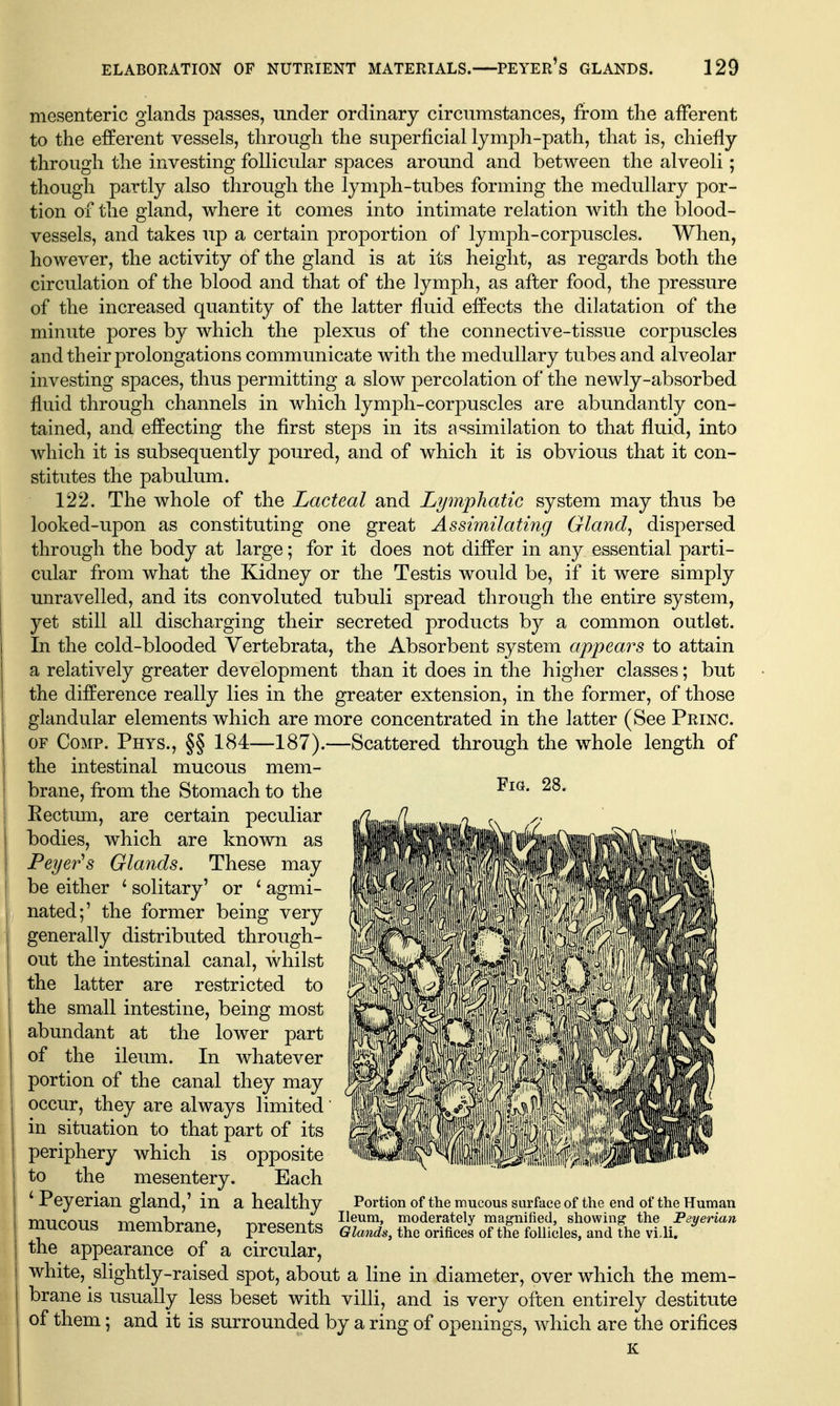 mesenteric glands passes, under ordinary circumstances, from the afferent to the efferent vessels, through the superficial lymph-path, that is, chiefly through the investing follicular spaces around and between the alveoli; though partly also through the lymph-tubes forming the medullary por- tion of the gland, where it comes into intimate relation with the blood- vessels, and takes up a certain proportion of lymph-corpuscles. When, however, the activity of the gland is at its height, as regards both the circulation of the blood and that of the lymph, as after food, the pressure of the increased quantity of the latter fluid effects the dilatation of the minute pores by which the plexus of the connective-tissue corpuscles and their prolongations communicate with the medullary tubes and alveolar investing spaces, thus permitting a slow percolation of the newly-absorbed fluid through channels in which lymph-corpuscles are abundantly con- tained, and effecting the first steps in its assimilation to that fluid, into which it is subsequently poured, and of which it is obvious that it con- stitutes the pabulum. 122. The whole of the Lacteal and Lymphatic system may thus be looked-upon as constituting one great Assimilating Gland^ dispersed through the body at large; for it does not differ in any essential parti- cular from what the Kidney or the Testis would be, if it were simply unravelled, and its convoluted tubuli spread through the entire system, yet still all discharging their secreted products by a common outlet. In the cold-blooded Vertebrata, the Absorbent system appears to attain a relatively greater development than it does in the higher classes; but the difference really lies in the greater extension, in the former, of those glandular elements which are more concentrated in the latter (See Princ. OF CoMP. Phys., §§ 184—187).—Scattered through the whole length of the intestinal mucous mem- brane, from the Stomach to the Eectum, are certain peculiar bodies, which are known as Peyer^s Glands. These may be either ' solitary' or ^ agmi- nated;' the former being very generally distributed through- out the intestinal canal, whilst the latter are restricted to the small intestine, being most abundant at the lower part of the ileum. In whatever portion of the canal they may occur, they are always limited in situation to that part of its periphery which is opposite to the mesentery. Each ^ Peyerian gland,' in a healthy mucous membrane, presents the appearance of a circular, white, slightly-raised spot, about a line in diameter, over which the mem- brane is usually less beset with villi, and is very often entirely destitute of them; and it is surrounded by a ring of openings, which are the orifices K Portion of the mucous surface of the end of the Human Ileum, moderately magnified, showing the Peyerian Glands, the orifices of the follicles, and the vi.li.