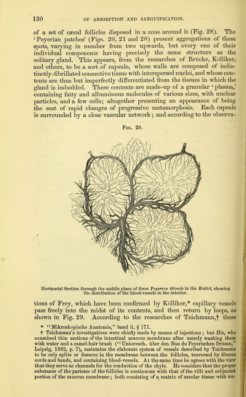 of a set of cascal follicles disposed in a zone around it (Fig. 28). The *Peyerian patches' (Figs. 20, 21 and 28) present aggregations of these spots, varying in number from two upwards, but every one of their individual components having precisely the same structure as the solitary gland. This appears, from the researches of Briicke, KoUiker, and others, to be a sort of capsule, whose walls are composed of indis- tinctly-fibrillated connective tissue with interspersed nuclei, and whose con- tents are thus but imperfectly differentiated from the tissues in which the gland is imbedded. These contents are made-up of a granular ' plasma,' containing fatty and albuminous molecules of various sizes, with nuclear particles, and a few cells; altogether presenting an appearance of being the seat of rapid changes of progressive metamorphosis. Each capsule is surrounded by a close vascular network; and according to the observa- Fig. 29. Horizontal Section through the middle plane of three Feyerian Olands in the Babbit, showing the distribution of the blood-vessels in the interior. tions of Frey, which have been confirmed by KoUiker,* capillary vessels pass freely into the midst of its contents, and then return by loops, as shown in Fig. 29. According to the researches of Teichmann,| these * Mikroskopisclie Anatomie, band ii. § 171. + Teichmann's investigations were chiefly made by means of injections ; but His, who examined thin sections of the intestinal mucous membrane after merely washing them with water and a camel-bair brush (*' Untersuch. iiber den Bau du Peyerischen Driisen, Leipzig, 1862, p. 7), maintains the elaborate system of vessels described by Teichmann to be only splits or fissures in the membrane between the follicles, traversed by fibrous cords and bands, and containing blood-vessels. At the same time he agrees with the view that they serve as channels for the conduction of the chyle. He considers that the proper substance of the parietes of the follicles is continuous with that of the villi and subjacent portion of the mucous membrane ; both consisting of a matrix of areolar tissue with nu-