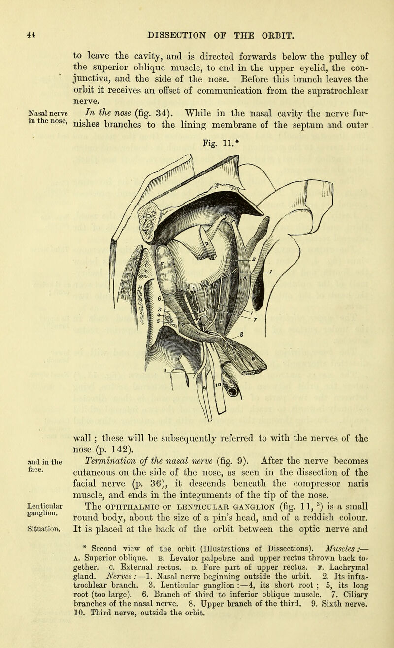 to leave the cavity, and is directed forwards below the pulley of the superior oblique muscle, to end in the upper eyelid, the con- junctiva, and the side of the nose. Before this branch leaves the orbit it receives an offset of communication from the supratrochlear nerve. Nasal nerve In the nose (fig. 34). While in the nasal cavity the nerve fur- in the nose, joshes branches to the lining membrane of the septum and outer Fig. 11.* wall; these will be subsequently referred to with the nerves of the nose (p. 142). and in the Termination of the nasal nerve (fig. 9). After the nerve becomes face. cutaneous on the side of the nose, as seen in the dissection of the facial nerve (p. 36), it descends beneath the compressor naris muscle, and ends in the integuments of the tip of the nose. Lenticular The OPHTHALMIC or LENTICULAR GANGLION (fig. 11, 3) is a Small ganglion. roun(j body, about the size of a pin's head, and of a reddish colour. Situation. It is placed at the back of the orbit between the oj3tic nerve and * Second view of the orbit (Illustrations of Dissections). Muscles:— A. Superior oblique, b. Levator palpebrse and upper rectus thrown back to- gether, c. External rectus. D. Fore part of upper rectus, f. Lachrymal gland. Nerves:—1. Nasal nerve beginning outside the orbit. 2. Its infra- trochlear branch. 3. Lenticular ganglion :—4, its short root ; 5, its long root (too large). 6. Branch of third to inferior oblique muscle. 7. Ciliary- branches of the nasal nerve. 8. Upper branch of the third. 9. Sixth nerve. 10. Third nerve, outside the orbit.