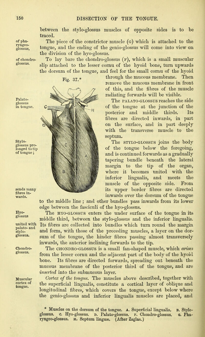 of pha- ryngeo- glossus, of chondro- glossus. Palato- glossus in tongue. Stylo- glossus pro- longed to tip of tongue; Hyo- glossus united with palato- and stylo- glossus. Chondro- glossus. Muscular cortex of tongue. between the styloglossus muscles of opposite sides is to be traced. The piece of the constrictor muscle (g) which, is attached to the tongue, and the ending of the genio-glossus will come into view on the division of the hyo-glossus. To lay bare the chondro-glossus (f), which is a small muscular slip attached to the lesser cornu of the hyoid bone, turn upwards the dorsum of the tongue, and feel for the small cornu of the hyoid through the mucous membrane. Then remove the mucous membrane in front of this, and the fibres of the muscle radiating forwards will be visible. The palato-glossus reaches the side of the tongue at the junction of the posterior and middle thirds. Its fibres are directed inwards, in part on the surface, and in part deeply with the transverse muscle to tbe septum. The stylo-glossus joins the body of the tongue below the foregoing, and is continued forwards as a gradually tapering bundle beneath the lateral margin to the tip of the organ, where it becomes united with the inferior lingualis, and meets the muscle of the opposite side. From its upper border fibres are directed inwards over the dorsum of the tongue to the middle line ; and other bundles pass inwards from its lower edge between the fasciculi of the hyo-glossus. The hyo-glossus enters the under surface of the tongue in its middle third, between the stylo-glossus and the inferior lingualis. Its fibres are collected into bundles which turn round the margin and form, with those of the preceding muscles, a layer on the dor- sum of the tongue, the hinder fibres passing almost transversely inwards, the anterior inclining forwards to the tip. The chondro-glossus is a small fan-shaped muscle, which arises from the lesser cornu and the adjacent part of the body of the hyoid bone. Its fibres are directed forwards, spreading out beneath the mucous membrane of the posterior third of the tongue, and are inserted into the submucous layer. Cortex of the tongue. The muscles above described, together with the superficial lingualis, constitute a cortical layer of oblique and longitudinal fibres, which covers the tongue, except below where the genio-glossus and inferior lingualis muscles are placed, and * Muscles on the dorsum of the tongue. A. Superficial lingualis. B. Stylo- glossus, c. Hyo-glossus. d. Palato-glossus. f. Chondro-glossus. G. Pha- ryngeo-glossus. h. Septum linguae. (After Zaglas.)
