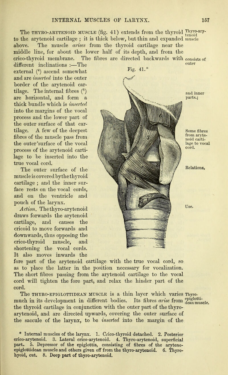 The thyroarytenoid muscle (fig. 41) extends from the thyroid to the arytenoid cartilage ; it is thick below, but thin and expanded above. The muscle arises from the thyroid cartilage near the middle line, for about the lower half of its depth, and from the crico-thyroid membrane. The fibres are directed backwards with different inclinations :—The external (4) ascend somewhat and are inserted into the outer border of the arytenoid car- tilage. The internal fibres (8) are horizontal, and form a thick bundle which is inserted into the margins of the vocal process and the lower part of the outer surface of that car- tilage. A few of the deepest fibres of the muscle pass from the outer'surface of the vocal process of the arytenoid carti- lage to be inserted into the true vocal cord. The outer surface of the muscle is covered by the tigroid cartilage ; and the inner sur- face rests on the vocal cords, arid on the ventricle and pouch of the larynx. A ction. The thyro-arytenoid draws forwards the arytenoid cartilage, and causes the cricoid to move forwards and downwards, thus opposing the crico-thyroid muscle, and shortening the vocal cords. It also moves inwards the fore part of the arytenoid cartilage with the true vocal cord, so as to place the latter in the position necessary for vocalization. The short fibres passing from the arytenoid cartilage to the vocal cord will tighten the fore part, and relax the hinder part of the cord. The thyro-epiglottidean muscle is a thin layer which varies much in its development in different bodies. Its fibres arise from the thyroid cartilage in conjunction with the outer part of the thyro- arytenoid, and are directed upwards, covering the outer surface of the saccule of the larynx, to be inserted into the margin of the Thyroary- tenoid muscle Thyro- epiglotti- dean muscle. * Internal muscles of the larynx. 1. Crico-thyroid detached. 2. Posterior crico-arytenoid. 3. Lateral crico-arytenoid. 4. Thyro-arytenoid, superficial part. 5. Depressor of the epiglottis, consisting of fibres of the aryteno- epiglottidean muscle and others given off from the thyro-arytenoid. 6. Thyro- hyoid, cut. 8. Deep part of thyro-arytenoid.