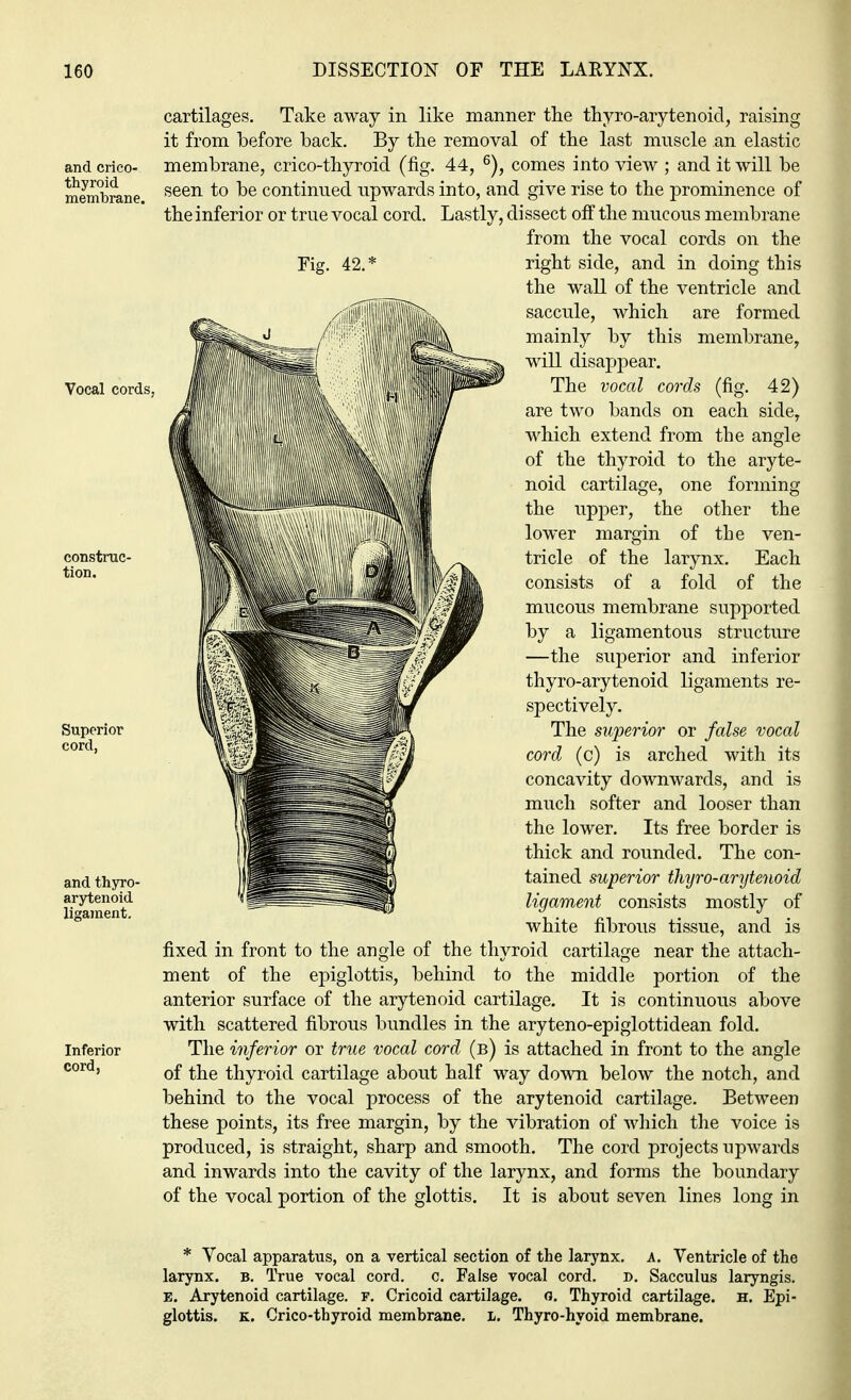 and crico- thyroid membrane. cartilages. Take away in like manner the thyroarytenoid, raising it from before back. By the removal of the last muscle an elastic membrane, crico-thyroid (fig. 44, 6), comes into view ; and it will be seen to be continued upwards into, and give rise to the prominence of the inferior or true vocal cord. Lastly, di ssect off the mucous membrane from the vocal cords on the Vocal cords, construc- tion. Superior cord, and thyro- arytenoid ligament. Inferior cord, Fig. 42. right side, and in doing this the wall of the ventricle and saccule, which are formed mainly by this membrane, will disappear. The vocal cords (fig. 42) are two bands on each side, which extend from the angle of the thyroid to the aryte- noid cartilage, one forming the upper, the other the lower margin of the ven- tricle of the larynx. Each consists of a fold of the mucous membrane supported by a ligamentous structure —the superior and inferior thyro-arytenoid ligaments re- spectively. The superior or false vocal cord (c) is arched with its concavity downwards, and is much softer and looser than the lower. Its free border is thick and rounded. The con- tained superior thijro-arytenoid ligament consists mostly of white fibrous tissue, and is fixed in front to the angle of the thyroid cartilage near the attach- ment of the epiglottis, behind to the middle portion of the anterior surface of the arytenoid cartilage. It is continuous above with scattered fibrous bundles in the aryteno-epiglottidean fold. The inferior or true vocal cord (b) is attached in front to the angle of the thyroid cartilage about half way down below the notch, and behind to the vocal process of the arytenoid cartilage. Between these points, its free margin, by the vibration of which the voice is produced, is straight, sharp and smooth. The cord projects upwards and inwards into the cavity of the larynx, and forms the boundary of the vocal portion of the glottis. It is about seven lines long in * Vocal apparatus, on a vertical section of the larynx, a. Ventricle of the larynx, b. True vocal cord. c. False vocal cord. D. Sacculus laryngis. e. Arytenoid cartilage, f. Cricoid cartilage, o. Thyroid cartilage, h. Epi- glottis, k. Crico-thyroid membrane. I. Thyro-hyoid membrane.