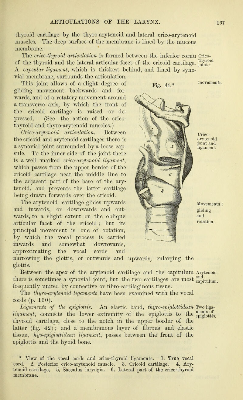 Fig. 44.' thyroid cartilage by the thyroarytenoid and lateral crico-arytenoid muscles. The deep surface of the membrane is lined by the mucous membrane. The crico-thyroicl articulation is formed between the inferior cornu Crico- of the thyroid and the lateral articular facet of the cricoid cartilage. j^J°;d A capsular ligament, which is thickest behind, and lined by syno- vial membrane, surrounds the articulation. This joint allows of a slight degree of gliding movement backwards and for- wards, and of a rotatory movement around a transverse axis, by which the front of the cricoid cartilage is raised or de- pressed. (See the action of the crico- thyroid and thyro-arytenoid muscles.) Crico-arytenoid articulation. Between the cricoid and arytenoid cartilages there is a synovial joint surrounded by a loose cap- sule. To the inner side of the joint there is a well marked crico-arytenoid ligament, which passes from the upper border of the cricoid cartilage near the middle line to the adjacent part of the base of the ary- tenoid, and prevents the latter cartilage being drawn forwards over the cricoid. The arytenoid cartilage glides upwards and inwards, or downwards and out- wards, to a slight extent on the oblique articular facet of the cricoid ; but its principal movement is one of rotation, by which the vocal process is carried inwards and somewhat downwards, approximating the vocal cords and narrowing the glottis, or outwards and glottis. Between the apex of the arytenoid cartilage and the capitulum Arytenoid there is sometimes a synovial joint, but the two cartilages are most capitulum. frequently united by connective or fibro-cartilaginous tissue. The thyro-arytenoid ligaments have been examined with the vocal cords (p. 160). Ligaments of the epiglottis. An elastic band, thyro-epiglottidean Tvro: ligament, connects the lower extremity of the epiglottis to thyroid cartilage, close to the notch in the upper border of the latter (fig. 42) ; and a membranous layer of fibrous and elastic tissue, hyo-epiglottidean ligament, passes between the front of the epiglottis and the hyoid bone. upwards, enlarging the vua merits of Ine epiglottis. * View of the vocal cords and crico-thyroid ligaments. 1. True vocal cord. 2. Posterior crico-arytenoid muscle. 3. Cricoid cartilage. 4. Ary- tenoid cartilage. 5. Sacculus laryngis. 6. Lateral part of the crico-thyroid membrane.