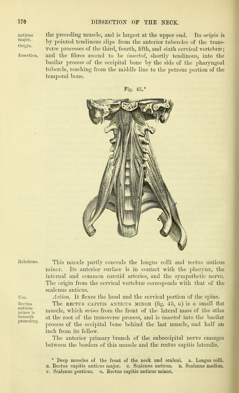 the preceding muscle, and is largest at the upper end. Its origin is by pointed tendinous slips from the anterior tubercles of the trans- verse processes of the third, fourth, fifth, and sixth cervical vertebrae; and the fibres ascend to be inserted, shortly tendinous, into the basilar process of the occipital bone by the side of the pharyngeal tubercle, reaching from the middle line to the petrous portion of the temporal bone. Fig. 45.* This muscle partly conceals the longus colli and rectus anticus minor. Its anterior surface is in contact with the pharynx, the internal and common carotid arteries, and the sympathetic nerve. The origin from the cervical vertebrae corresponds with that of the scalenus anticus. Action. It flexes the head and the cervical portion of the spine. The rectus capitis anticus minor (fig. 45, g) is a small flat muscle, which arises from the front of the lateral mass of the atlas at the root of the transverse process, and is inserted into the basilar process of the occipital bone behind the last muscle, and half an inch from its fellow. The anterior primary branch of the suboccipital nerve emerges between the borders of this muscle and the rectus capitis lateralis. * Deep muscles of the front of the neck and scaleni. A. Longus colli. b. Kectus capitis anticus major, c. Scalenus anticus. D. Scalenus medius. p. Scalenus posticus, g. Rectus capitis anticus minor. anticus major. Origin. Insertion. Use. Rectus anticus minor is beneath preceding