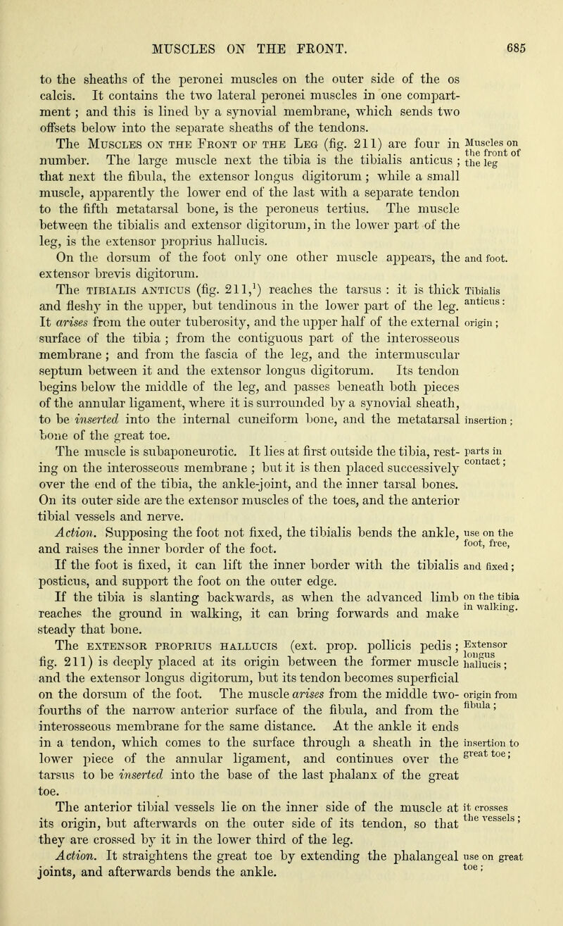 to the sheaths of the peronei muscles on the outer side of the os calcis. It contains the two lateral peronei muscles in one compart- ment ; and this is lined by a synovial membrane, which sends two oflfsets below into the separate sheaths of the tendons. The Muscles on the Front of the Leg (fig. 211) are four in Muscles on number. The large muscle next the tibia is the tibialis anticus ; the leg that next the fibula, the extensor longus digitorum ; while a small muscle, apparently the lower end of the last with a separate tendon to the fifth metatarsal bone, is the peroneus tertius. The muscle between the tibialis and extensor digitorum, in the lower part of the leg, is the extensor proprius hallucis. On the dorsum of the foot only one other muscle appears, the and foot, extensor brevis digitorum. The tibialis anticus (fig. 2ll,1) reaches the tarsus : it is thick Tibialis and fleshy in the upper, but tendinous in the lower part of the leg. antlcus: It arises from the outer tuberosity, and the upper half of the external origin; surface of the tibia ; from the contiguous part of the interosseous membrane; and from the fascia of the leg, and the intermuscular septum between it and the extensor longus digitorum. Its tendon begins below the middle of the leg, and passes beneath both pieces of the annular ligament, where it is surrounded by a synovial sheath, to be inserted into the internal cuneiform bone, and the metatarsal insertion; bone of the great toe. The muscle is subaponeurotic. It lies at first outside the tibia, rest- parts in ing on the interosseous membrane ; but it is then placed successively con c ' over the end of the tibia, the ankle-joint, and the. inner tarsal bones. On its outer side are the extensor muscles of the toes, and the anterior tibial vessels and nerve. Action. Supposing the foot not fixed, the tibialis bends the ankle, use on the and raises the inner border of the foot. foot' ftee' If the foot is fixed, it can lift the inner border with the tibialis and fixed; posticus, and support the foot on the outer edge. If the tibia is slanting backwards, as when the advanced limb on the tibia reaches the ground in walking, it can bring forwards and make m MaIking* steady that bone. The EXTENSOR PROPRIUS HALLUCIS (ext. prop, pollicis pedis ; Extensor fig. 211) is deeply placed at its origin between the former muscle haihicis; and the extensor longus digitorum, but its tendon becomes superficial on the dorsum of the foot. The muscle arises from the middle two- origin from fourths of the narrow anterior surface of the fibula, and from the fibula' interosseous membrane for the same distance. At the ankle it ends in a tendon, which comes to the surface through a sheath in the insertion to lower piece of the annular ligament, and continues over thegreattoe; tarsus to be inserted into the base of the last phalanx of the great toe. The anterior tibial vessels lie on the inner side of the muscle at it crosses its origin, but afterwards on the outer side of its tendon, so that the vessels; they are crossed by it in the lower third of the leg. Action. It straightens the great toe by extending the phalangeal use on great joints, and afterwards bends the ankle. toe;