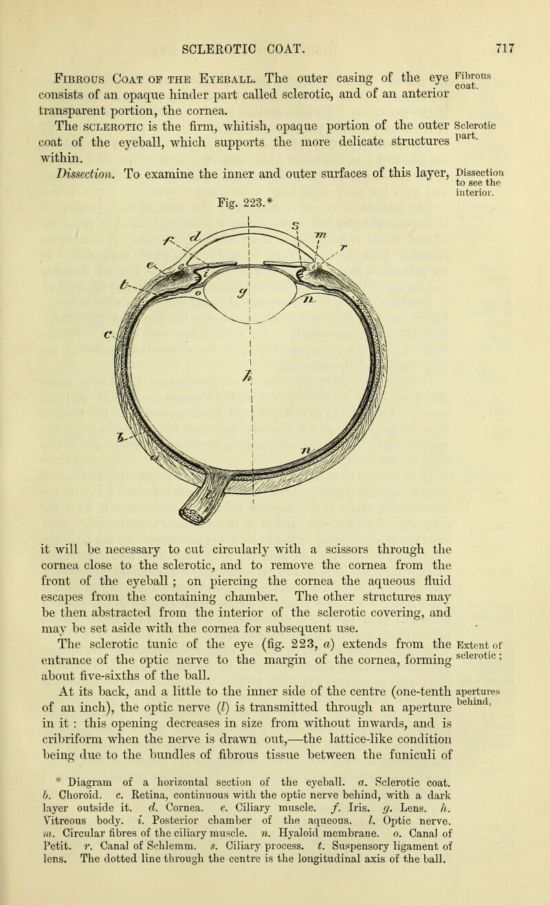Fibrous Coat of the Eyeball. The outer casing of the eye consists of an opaque hinder part called sclerotic, and of an anterior transparent portion, the cornea. The sclerotic is the firm, whitish, opaque portion of the outer coat of the eyeball, which supports the more delicate structures within. Dissection. To examine the inner and outer surfaces of this layer, Fig. 223.* Fibrous coat. Sclerotic part. Dissection to see the interior. it will he necessary to cut circularly with a scissors through the cornea close to the sclerotic, and to remove the cornea from the front of the eyeball; on piercing the cornea the aqueous fluid escapes from the containing chamber. The other structures may be then abstracted from the interior of the sclerotic covering, and may be set aside with the cornea for subsequent use. The sclerotic tunic of the eye (fig. 223, a) extends from the Extent of entrance of the optic nerve to the margin of the cornea, forming sclerotlc > about five-sixths of the ball. At its back, and a little to the inner side of the centre (one-tenth apertures of an inch), the optic nerve (I) is transmitted through an aperture behmd' in it : this opening decreases in size from without inwards, and is cribriform when the nerve is drawn out,—the lattice-like condition being due to the bundles of fibrous tissue between the funiculi of * Diagram of a horizontal section of the eyeball, a. Sclerotic coat. b. Choroid, c. Retina, continuous with the optic nerve behind, with a dark layer outside it. d. Cornea. e. Ciliary muscle. /. Iris. g. Lens. h. Vitreous body. *. Posterior chamber of the aqueous. I. Optic nerve. m. Circular fibres of the ciliary muscle, n. Hyaloid membrane, o. Canal of Petit, r. Canal of Schlemm. s. Ciliary process, t. Suspensory ligament of lens. The dotted line through the centre is the longitudinal axis of the ball.