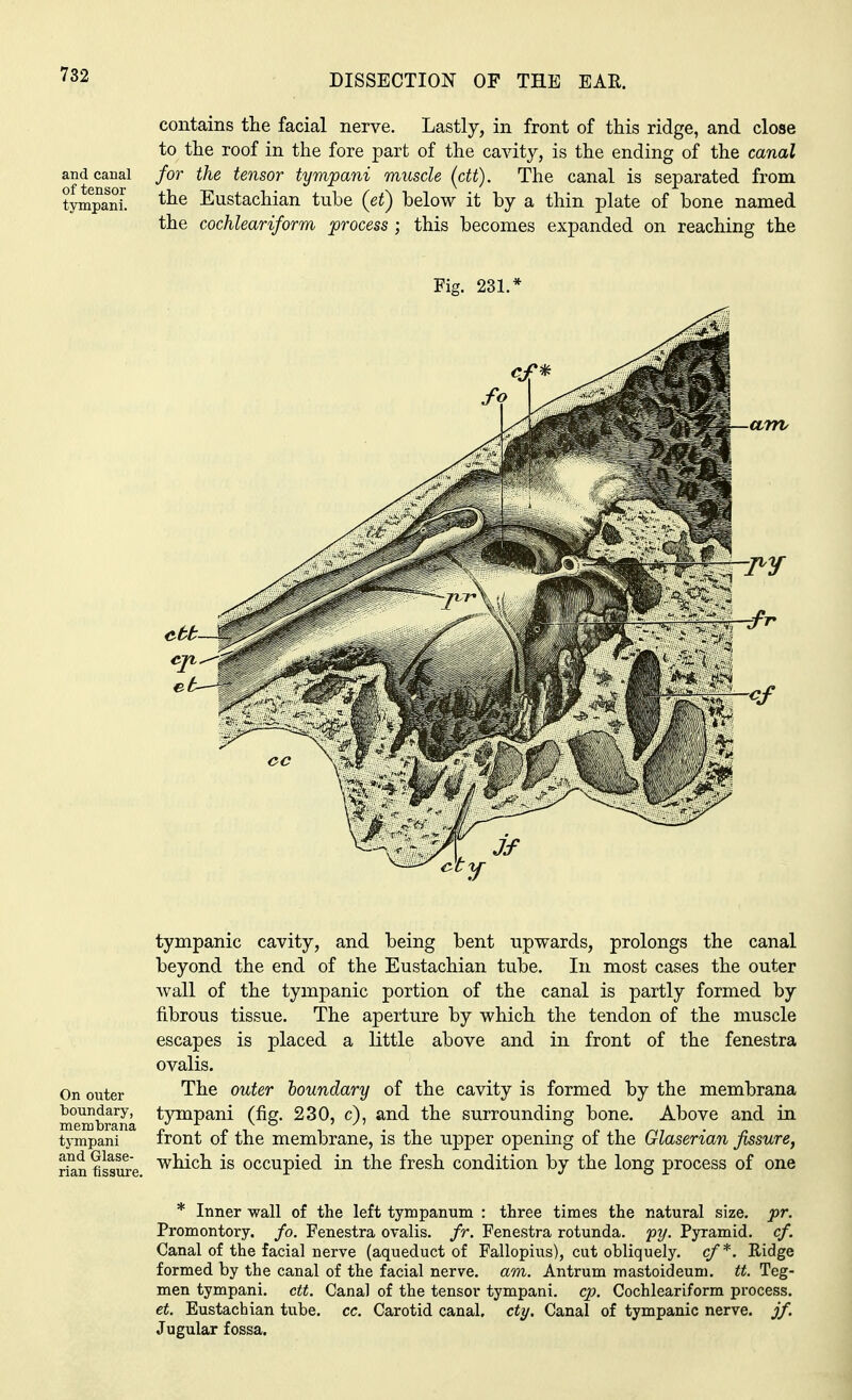 contains the facial nerve. Lastly, in front of this ridge, and close to the roof in the fore part of the cavity, is the ending of the canal and canal for the tensor tympani muscle (ctt). The canal is separated from tympani. Eustachian tube (et) below it by a thin plate of bone named the cochleariform process ; this becomes expanded on reaching the Fig. 231.* tympanic cavity, and being bent upwards, prolongs the canal beyond the end of the Eustachian tube. In most cases the outer wall of the tympanic portion of the canal is partly formed by fibrous tissue. The aperture by which the tendon of the muscle escapes is placed a little above and in front of the fenestra ovalis. On outer The outer boundary of the cavity is formed by the membrana membrana tylnPan^ (%• ^30, c), and the surrounding bone. Above and in tympani front of the membrane, is the upper opening of the Glaserian fissure, rian fissure wni°h is occupied in the fresh condition by the long process of one * Inner wall of the left tympanum : three times the natural size. pr. Promontory, fo. Fenestra oralis, fr. Fenestra rotunda, py. Pyramid, cf. Canal of the facial nerve (aqueduct of Fallopius), cut obliquely, cf*. Ridge formed by the canal of the facial nerve, am. Antrum mastoideum. tt. Teg- men tympani. ctt. Canal of the tensor tympani. cp. Cochleariform process. et. Eustachian tube. cc. Carotid canal, cty. Canal of tympanic nerve, jf. Jugular fossa.