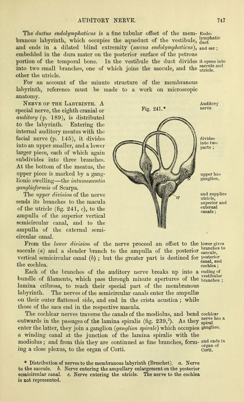 The ductus endolymphaticus is a fine tubular offset of the mem- Endo- branous labyrinth, which occupies the aqueduct of the vestibule, duethatie and ends in a dilated blind extremity (saccus endolymphaticus), and sac; embedded in the dura mater on the posterior surface of the petrous portion of the temporal bone. In the vestibule the duct divides it opens into into two small branches, one of which joins the saccule, and the other the utricle. For an account of the minute structure of the membranous labyrinth, reference must be made to a work on microscopic anatomy. saccule and utricle. Neeve op the Labyrinth. A special nerve, the eighth cranial or auditory (p. 189), is distributed to the labyrinth. Entering the internal auditory meatus with the facial nerve (p. 145), it divides into an upper smaller, and a lower larger piece, each of which again subdivides into three branches. At the bottom of the meatus, the upper piece is marked by a gang- lionic swelling—the intumescentia ganglioformis of Scarpa. The upper division of the nerve sends its branches to the macula of the utricle (fig. 241, c), to the ampulla of the superior vertical semicircular canal, and to the ampulla of the external semi- oircular canal. From the lower division of the Fig. 241. Auditory nerve offset to the lower gives nerve proceed an saccule (a) and a slender branch to the ampulla of the posterior saccule^t0 vertical semicircular canal (b) ; but the greater part is destined for posterior ,, . , v ' ' ° r canal, and tne cochlea. cochlea; Each of the branches of the auditory nerve breaks up into a ending of bundle of filaments, which pass through minute apertures of the branches ; lamina cribrosa, to reach their special part of the membranous labyrinth. The nerves of the semicircular canals enter the ampullae on their outer flattened side, and end in the crista acustica ; while those of the sacs end in the respective macula. The cochlear nerves traverse the canals of the modiolus, and bend cochlear outwards in the passages of the lamina spiralis (fig. 239,2). As they spiral aSa enter the latter, they join a ganglion (ganglion spirale) which occupies ganglion, a winding canal at the junction of the lamina spiralis with the modiolus; and from this thev are continued as fine branches, form- and end|in it i p an organ 01 mg a close plexus, to the organ of Corti. Corti. * Distribution of nerves to the membranous labyrinth (Breschet). a. Nerve to the saccule, b. Nerve entering the ampullary enlargement on the posterior semicircular canal, c. Nerve entering the utricle. The nerve to the cochlea is not represented.