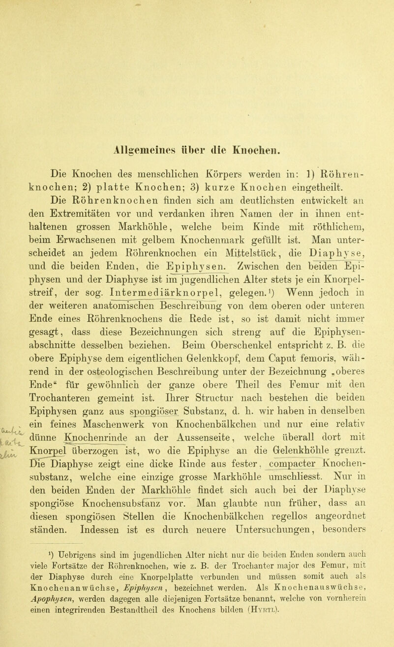 Allgemeines über die Knochen. Die Knochen des menschlichen Körpers werden in: 1) Röhren- knochen; 2) platte Knochen; 3) kurze Knochen eingetheilt. Die Röhrenknochen finden sich am deutlichsten entwickelt an den Extremitäten vor und verdanken ihren Namen der in ihnen ent- haltenen grossen Markhöhle, welche beim Kinde mit röthlichem, beim Erwachsenen mit gelbem Knochenmark gefüllt ist. Man unter- scheidet an jedem Röhrenknochen ein Mittelstück, die Diaphyse, und die beiden Enden, die Epiphysen. Zwischen den beiden Epi- physen und der Diaphyse ist im jugendlichen Alter stets je ein Knorpel- streif, der sog. Intermediärknorpel, gelegen.1) Wenn jedoch in der weiteren anatomischen Beschreibung von dem oberen oder unteren Ende eines Röhrenknochens die Rede ist, so ist damit nicht immer gesagt, dass diese Bezeichnungen sich streng auf die Epiphysen- abschnitte desselben beziehen. Beim Oberschenkel entspricht z. B. die obere Epiphyse dem eigentlichen Gelenkkopf, dem Caput femoris, wäh- rend in der osteologischen Beschreibung unter der Bezeichnung „oberes Ende für gewöhnlich der ganze obere Theil des Femur mit den Trochanteren gemeint ist. Ihrer Structur nach bestehen die beiden Epiphysen ganz aus spongiöser Substanz, d. h. wir haben in denselben ein feines Maschenwerk von Knochenbälkchen und nur eine relativ dünne Knochenrinde an der Aussenseite, welche überall dort mit Knorpel überzogen ist, wo die Epiphyse an die Gelenkhöhle grenzt. Die Diaphyse zeigt eine dicke Rinde aus fester, compacter Knochen- substanz, welche eine einzige grosse Markhöhle umschliesst. Nur in den beiden Enden der Markhöhle findet sich auch bei der Diaphyse spongiöse Knochensubstanz vor. Man glaubte nun früher, dass an diesen spongiösen Stellen die Knochenbälkchen regellos angeordnet ständen. Indessen ist es durch neuere Untersuchungen, besonders l) Uebrigens sind im jugendlichen Alter nicht nur die beiden Enden sondern auch viele Fortsätze der Röhrenknochen, wie z. B. der Trochanter major des Femur, mit der Diaphyse durch eine Knorpelplatte verbunden und müssen somit auch als Knochenanwüchse, Epiphysen, bezeichnet werden. Als Knochenauswüchse, Apophysen, werden dagegen alle diejenigen Fortsätze benannt, welche von vornherein einen integrirenden Bestandtheil des Knochens bilden (Hyetl).