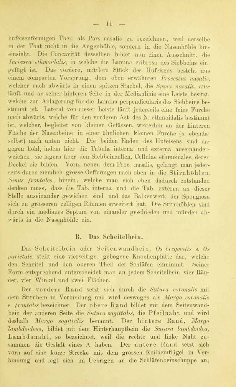 hufeisenförmigen Theii als Pars nasalis zu bezeichnen, weil derselbe in der That nicht in die Augenhöhle, sondern in die Nasenhöhle hin- einsieht. Die Concavität desselben bildet nun einen Ausschnitt, die Incisura ethmoidalis, in welche die Lamina cribrosa des Siebbeins ein- gefügt ist. Das vordere, mittlere Stück des Hufeisens besteht aus einem compacten Vorsprung, dem eben erwähnten Processus nasalis. welcher nach abwärts in einen spitzen Stachel, die Spina nasalis, aus- läuft und an seiner hinteren Seite in der Medianlinie eine Leiste besitzt, welche zur Anlagerung für die Lamina perpendicularis des Siebbeins be- stimmt ist. Lateral von dieser Leiste läuft jederseits eine feine Furche nach abwärts, welche für den vorderen Ast des N. ethmoidalis bestimmt ist, welcher, begleitet von kleinen Gefässen, weiterhin an der hinteren Fläche der Nasenbeine in einer ähnlichen kleinen Furche (s. ebenda- selbst) nach unten zieht. Die beiden Enden des Hufeisens sind da- gegen hohl, indem hier die Tabula interna und externa auseinander- weichen: sie lagern über den Siebbeinzellen, Cellulae ethmoidales, deren Deckel sie bilden. Vorn, neben dem Proc. nasalis, gelangt man jeder- seits durch ziemlich grosse Oeffnungen nach oben in die Stirnhöhlen. Sinus frontales, hinein, welche man sich eben dadurch entstanden denken muss, dass die Tab. interna und die Tab. externa an dieser Stelle auseinander gewichen sind und das Balkenwerk der Spongiosa sich zu grösseren zelligen Räumen erweitert hat. Die Stirnhöhlen sind durch ein medianes Septum von einander geschieden und münden ab- wärts in die Nasenhöhle ein. B. Bas Scheitelbein. Das Scheitelbein oder Seitenwandbein, Os bregmatis s. Os jjarietale, stellt eine vierseitige, gebogene Knochenplatte dar, welche den Scheitel und den oberen Theil der Schläfen einnimmt. Seiner Form entsprechend unterscheidet man an jedem Scheitelbein vier Rän- der, vier Winkel und zwei Flächen. Der vordere Rand setzt sich durch die Sutura coronalis mit dem Stirnbein in Verbindung und wird deswegen als Margo coronalis s. frontalis bezeichnet. Der obere Rand bildet mit dem Seitenwand- bein der anderen Seite die Sutura sagittdlis, die Pfeilnaht, und wird deshalb Margo sagittdlis benannt. Der hintere Rand, Margo lambdoideus, bildet mit dem Hinterhauptbein die Sutura lambdoidea, Lambdanaht, so bezeichnet, weil die rechte und linke Naht zu- sammen die Gestalt eines A haben. Der untere Rand setzt sich vorn auf eine kurze Strecke mit dem grossen Keilbeinflügel in Ver- bindung und legt sich im Uebrigen an die Schläfenbeinschuppe an;