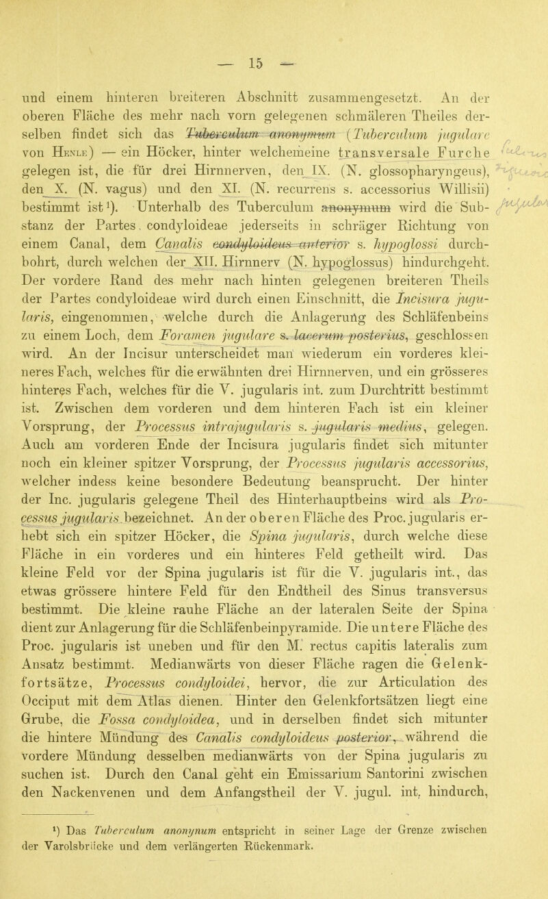 und einem hinteren breiteren Abschnitt zusammengesetzt. An der oberen Fläche des mehr nach vorn gelegenen schmäleren Theiles der- selben findet sich das Tuberculum anom/mwn (Tuberculum jugulare von Henle) — ein Höcker, hinter weichemeine transversale Furche gelegen ist, die für drei Hirnnerven, den IX. (N. glossopharyngeus), den_X. (N. vagus) und den XL (N. recurrens s. accessorius Willisii) bestimmt ist1). Unterhalb des Tuberculum afio-nymu-m wird die Sub- stanz der Partes. condyloideae jederseits in schräger Richtung von einem Canal, dem Ganalis emdyhidem-m-fterior s. hypoglossi durch- bohrt, durch welchen der XII. Hirnnerv (N. hypoglossus) hindurchgeht. Der vordere Rand des mehr nach hinten gelegenen breiteren Theils der Partes condyloideae wird durch einen Einschnitt, die Incisura jugu- laris, eingenommen, welche durch die Anlagerung des Schläfenbeins zu einem Loch, dem Foramen jugulare s. laeemm posterius, geschlossen wird. An der Incisur unterscheidet man wiederum ein vorderes klei- neres Fach, welches für die erwähnten drei Hirnnerven, und ein grösseres hinteres Fach, welches für die V. jugularis int. zum Durchtritt bestimmt ist. Zwischen dem vorderen und dem hinteren Fach ist ein kleiner Vorsprung, der Processus intrajugularis s. jugularis medius, gelegen. Auch am vorderen Ende der Incisura jugularis findet sich mitunter noch ein kleiner spitzer Vorsprung, der Processus jugularis accessorius, welcher indess keine besondere Bedeutung beansprucht. Der hinter der Inc. jugularis gelegene Theil des Hinterhauptbeins wird als Pro- cessus jugularis.bezeichnet. An der oberen Fläche des Proc. jugularis er- hebt sich ein spitzer Höcker, die Spina jugularis, durch welche diese Fläche in ein vorderes und ein hinteres Feld getheilt wird. Das kleine Feld vor der Spina jugularis ist für die V. jugularis int., das etwas grössere hintere Feld für den Endtheil des Sinus transversus bestimmt. Die kleine rauhe Fläche an der lateralen Seite der Spina dient zur Anlagerung für die Schläfenbeinpyramide. Die untere Fläche des Proc. jugularis ist uneben und für den M. rectus capitis lateralis zum Ansatz bestimmt. Medianwärts von dieser Fläche ragen die Gelenk- fortsätze, Processus condyloidei, hervor, die zur Articulation des Occiput mit dem Atlas dienen. Hinter den Gelenkfortsätzen liegt eine Grube, die Fossa condyloidea, und in derselben findet sich mitunter die hintere Mündung des Canalis condyloideus posterior, während die vordere Mündung desselben medianwärts von der Spina jugularis zu suchen ist. Durch den Canal geht ein Emissarium Santorini zwischen den Nackenvenen und dem Anfangstheil der V. jugul. int. hindurch, x) Das Tuberculum anonynum entspricht in seiner Lage der Grenze zwischen der Varolsbriicke und dem verlängerten Rückenmark.